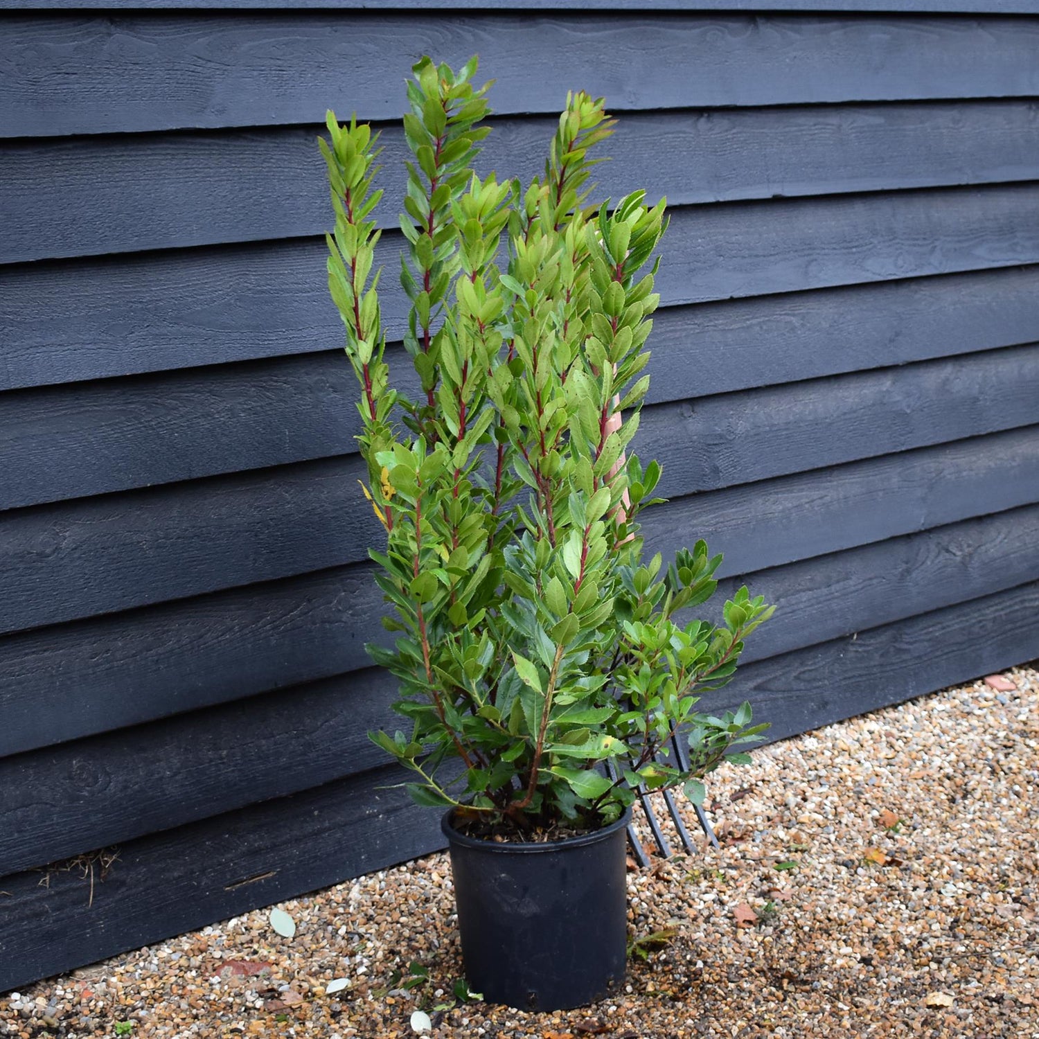 Arbutus unedo | Strawberry Tree - Shrub- Height 90-110cm - 10lt