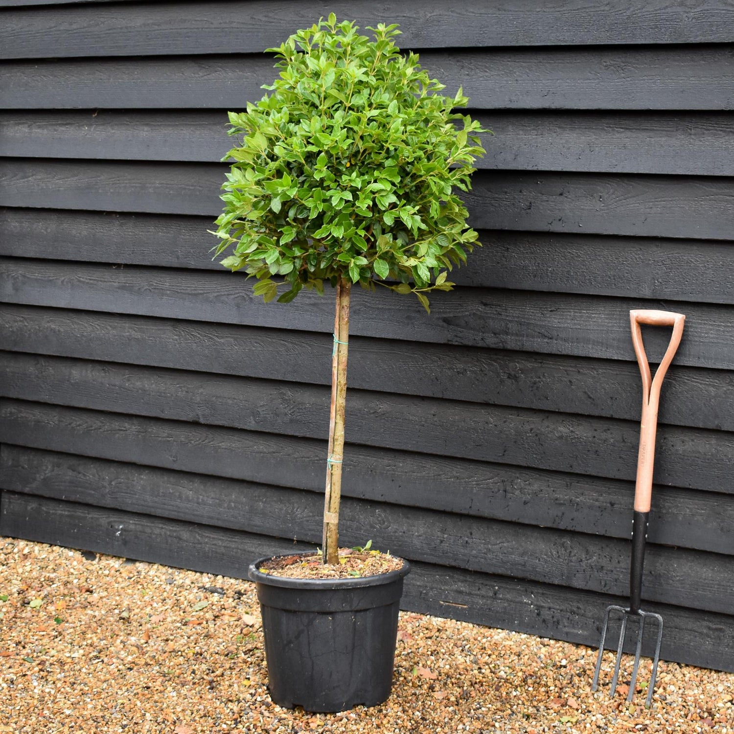 Viburnum tinus Eve Price | Laurustinus 'Eve Price' -Clear Stem 80cm - Girth 6-8cm - Height 130-150cm - 30lt