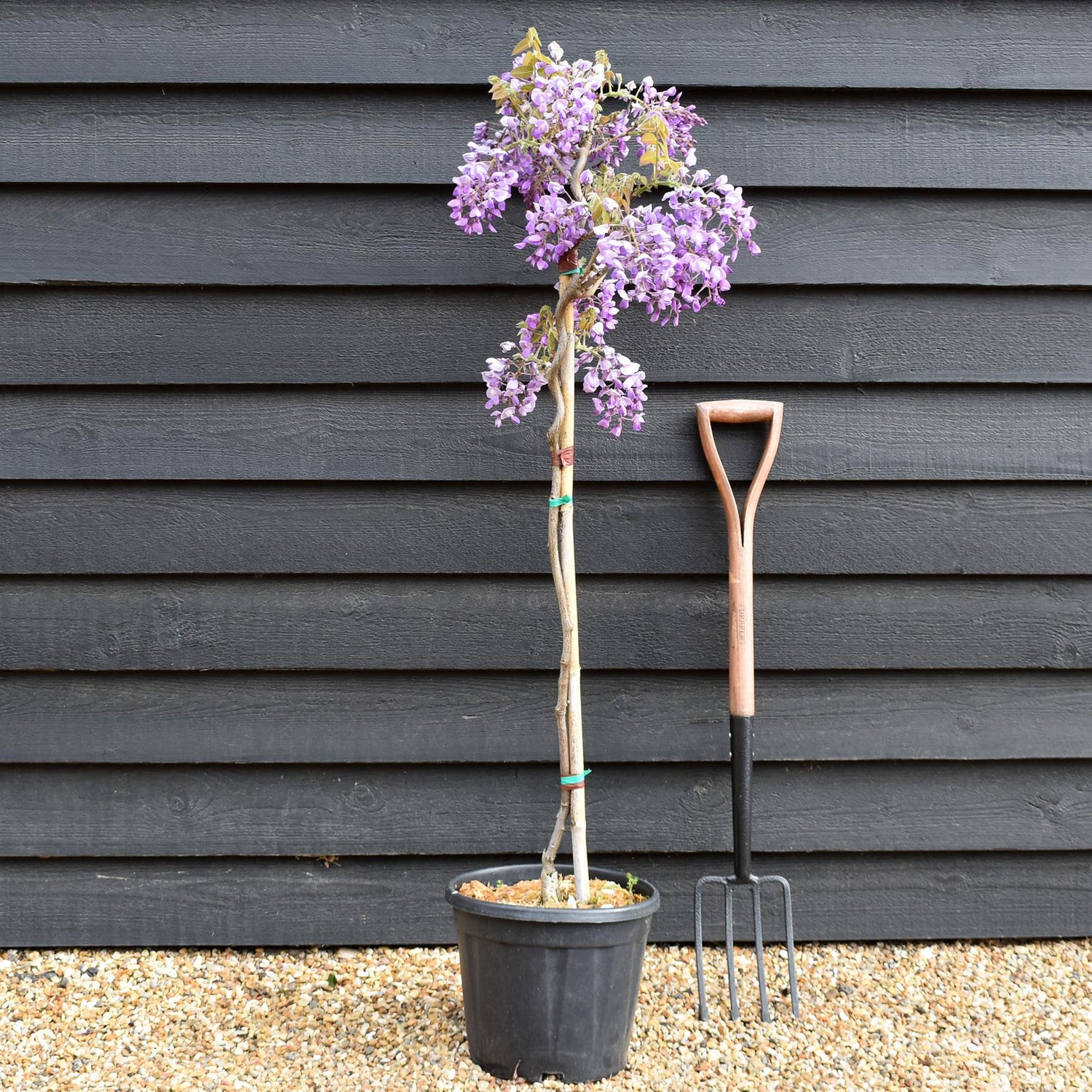 Wisteria Mixed - Clear Stem - Height 130-150cm - 9lt