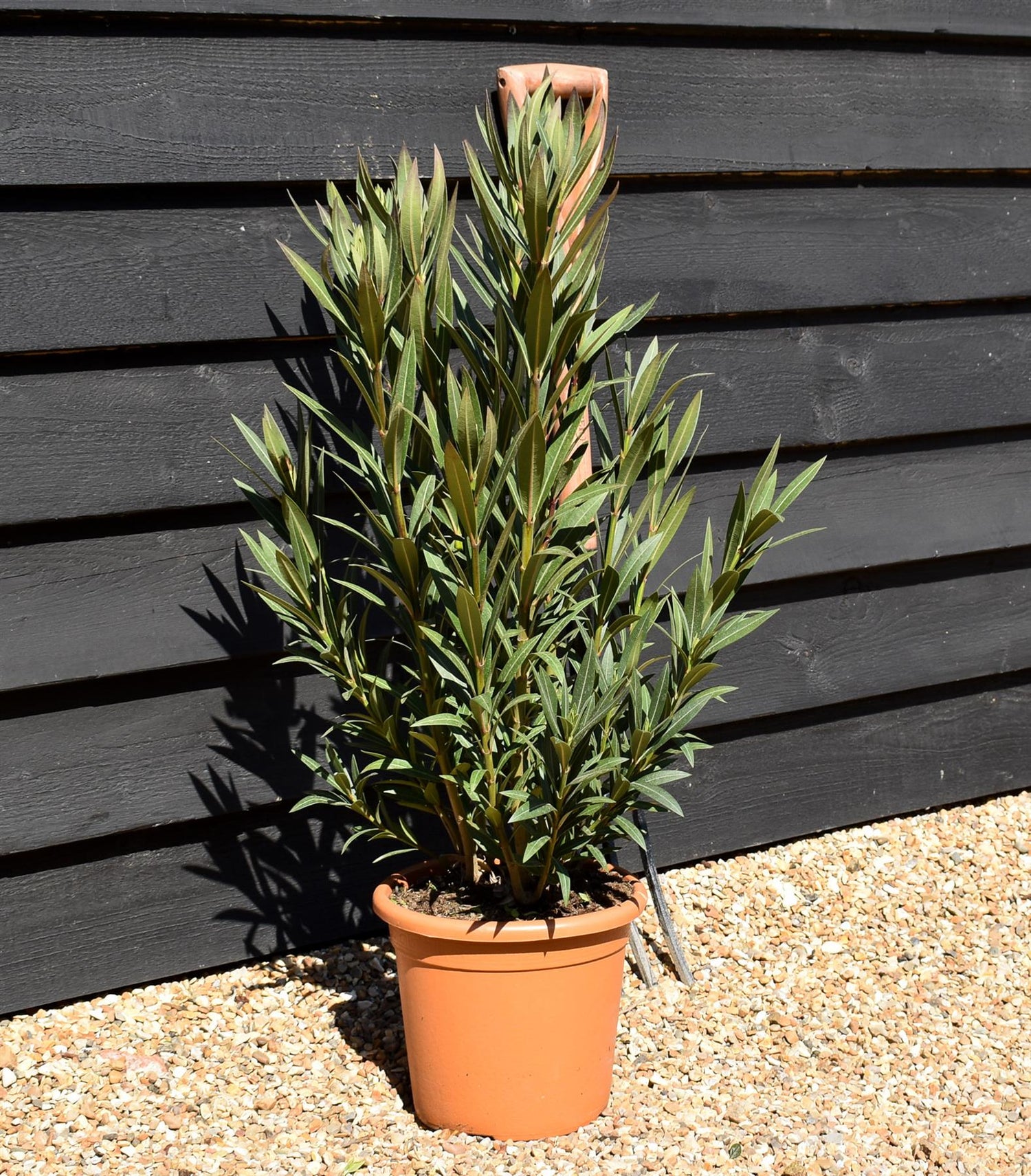 Nerium oleander - Dark Pink - 80cm - 7lt