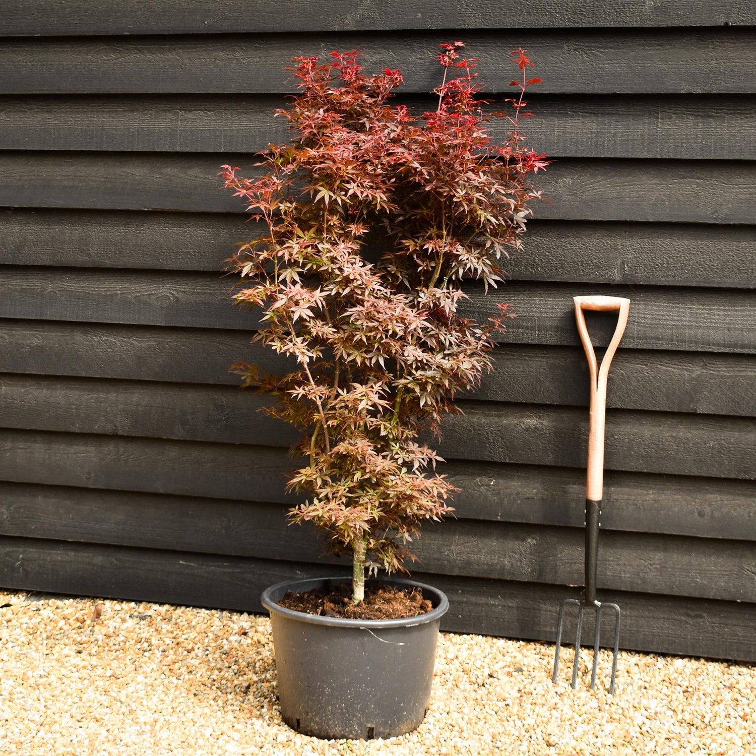 Japanese maple 'Skeeter's Broom' | Acer palmatum  | - Bushy - Height 120-140cm - 35lt