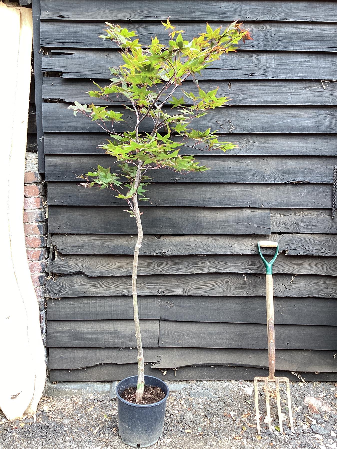 Acer palmatum Okagami 1/2 std | Japanese maple 'O-kagami', Clear Stem - 120-150cm, 10lt