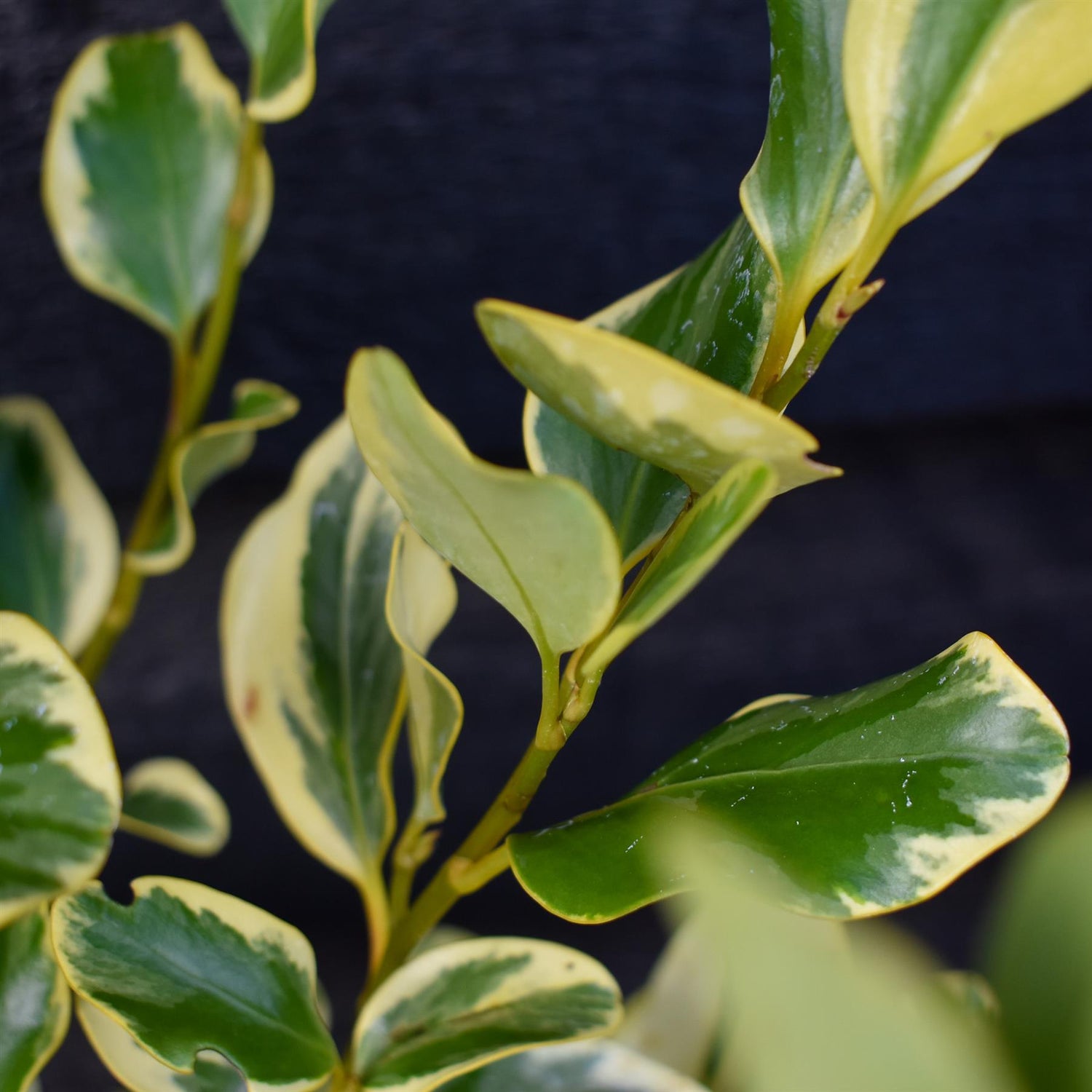 Griselinia littoralis Variegata | New Zealand Broadleaf - Height 70cm - Busy - 12lt