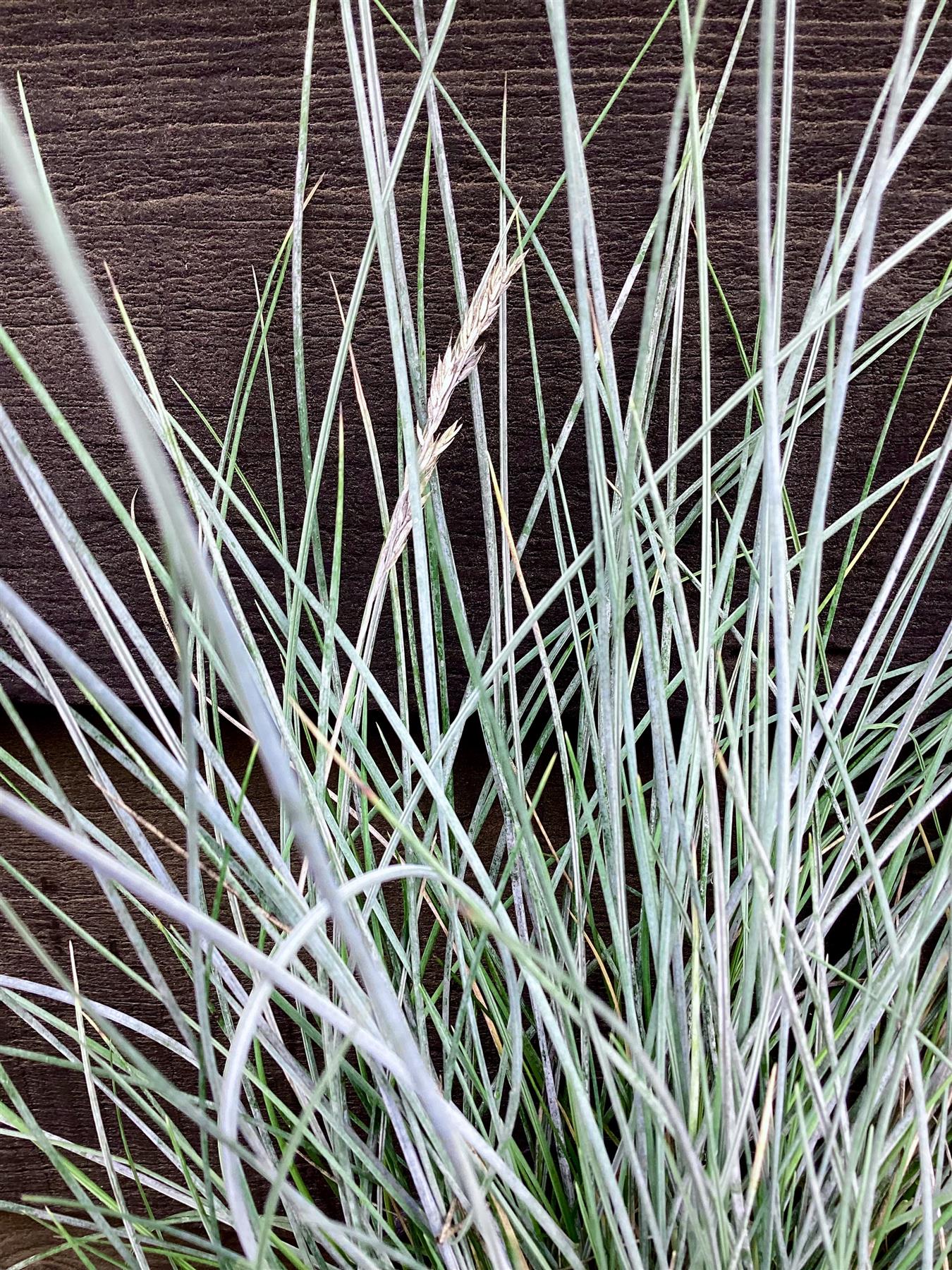 Festuca Glauca 'Elijah Blue' - 10/30cm, 2lt