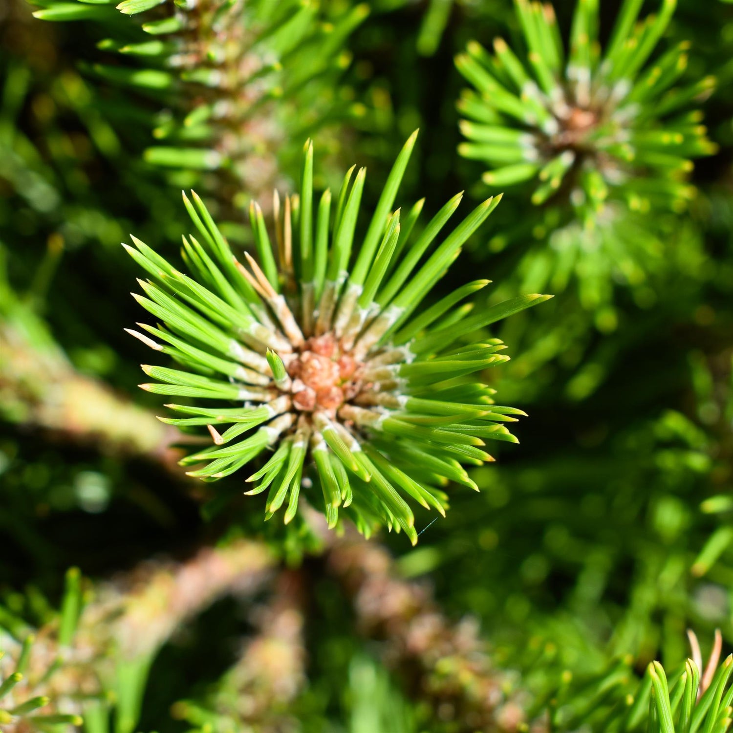 Pinus densiflora 'Low Glow' - Height 30-40cm - Width 50-60cm - 20lt