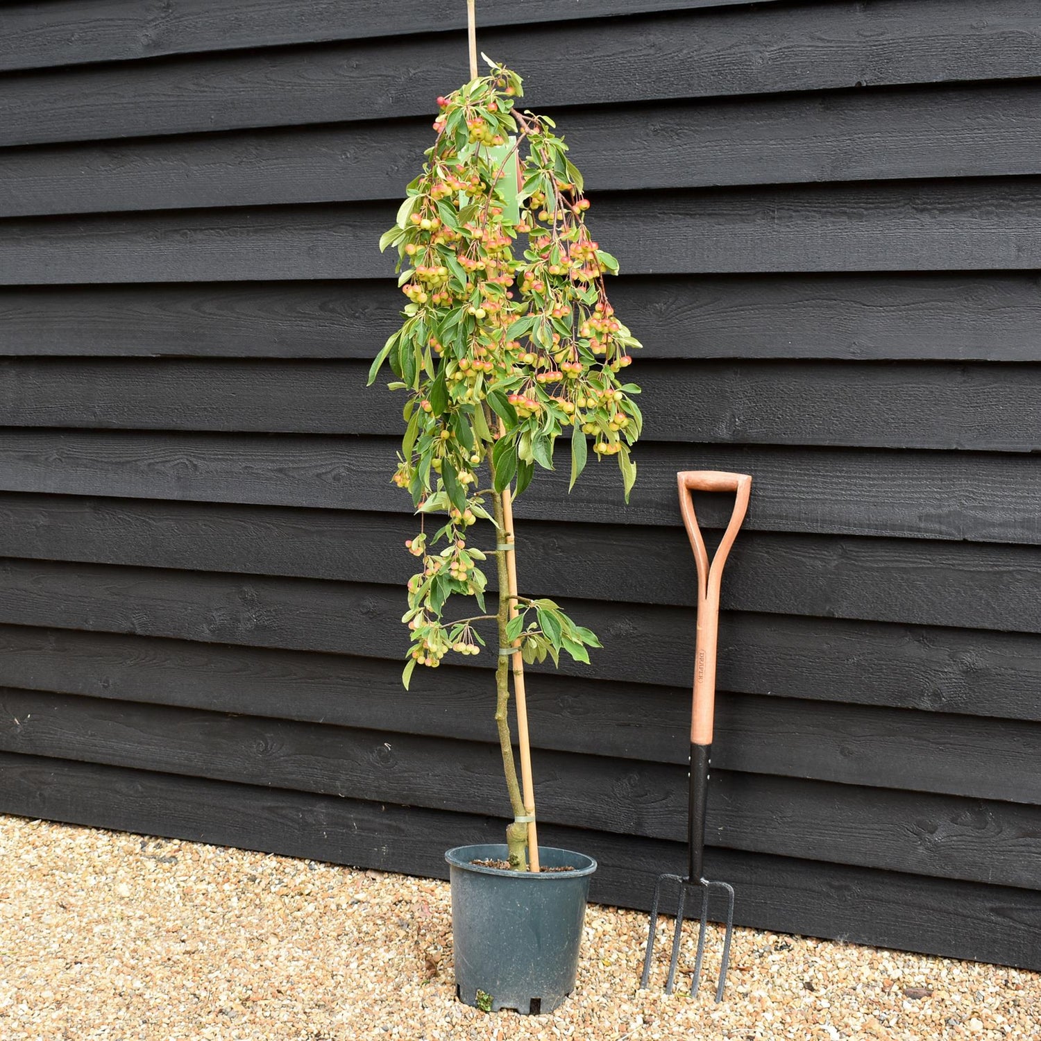 Malus Sun Rival | Weeping Crab Apple Tree - 160-180cm, 10lt