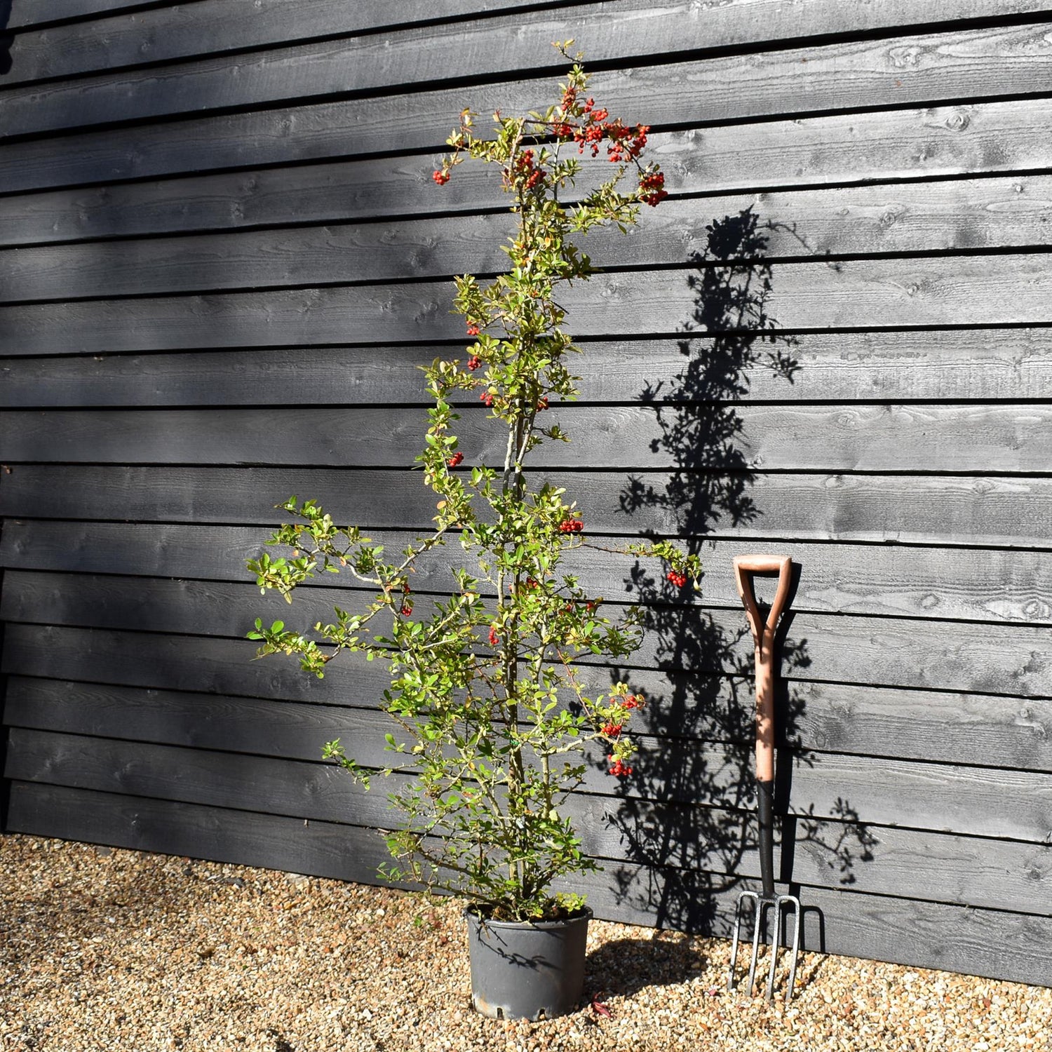Pyracantha Coccinea Red Column | Red Firethorn - 40-80cm, 10lt