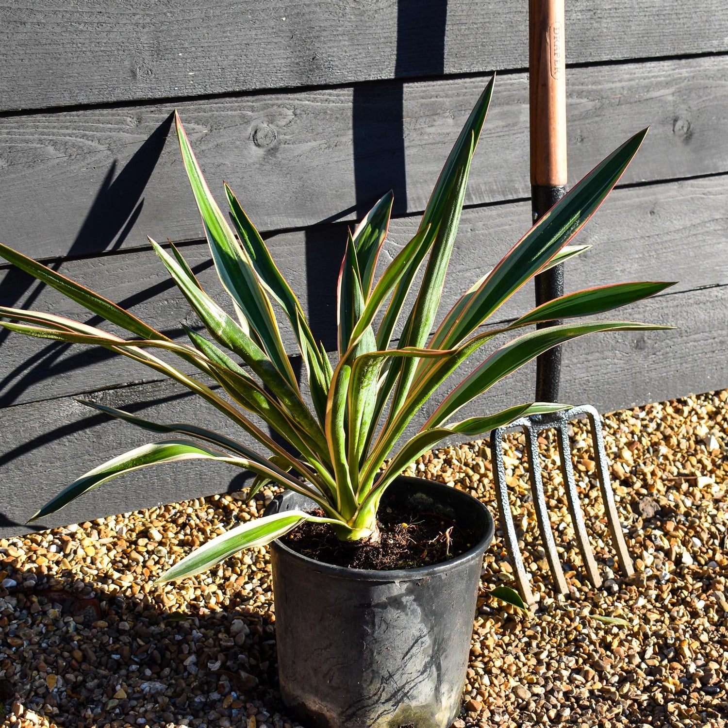 Yucca gloriosa Variegata | Variegated Spanish Dagger - Height 40-50cm - 5lt