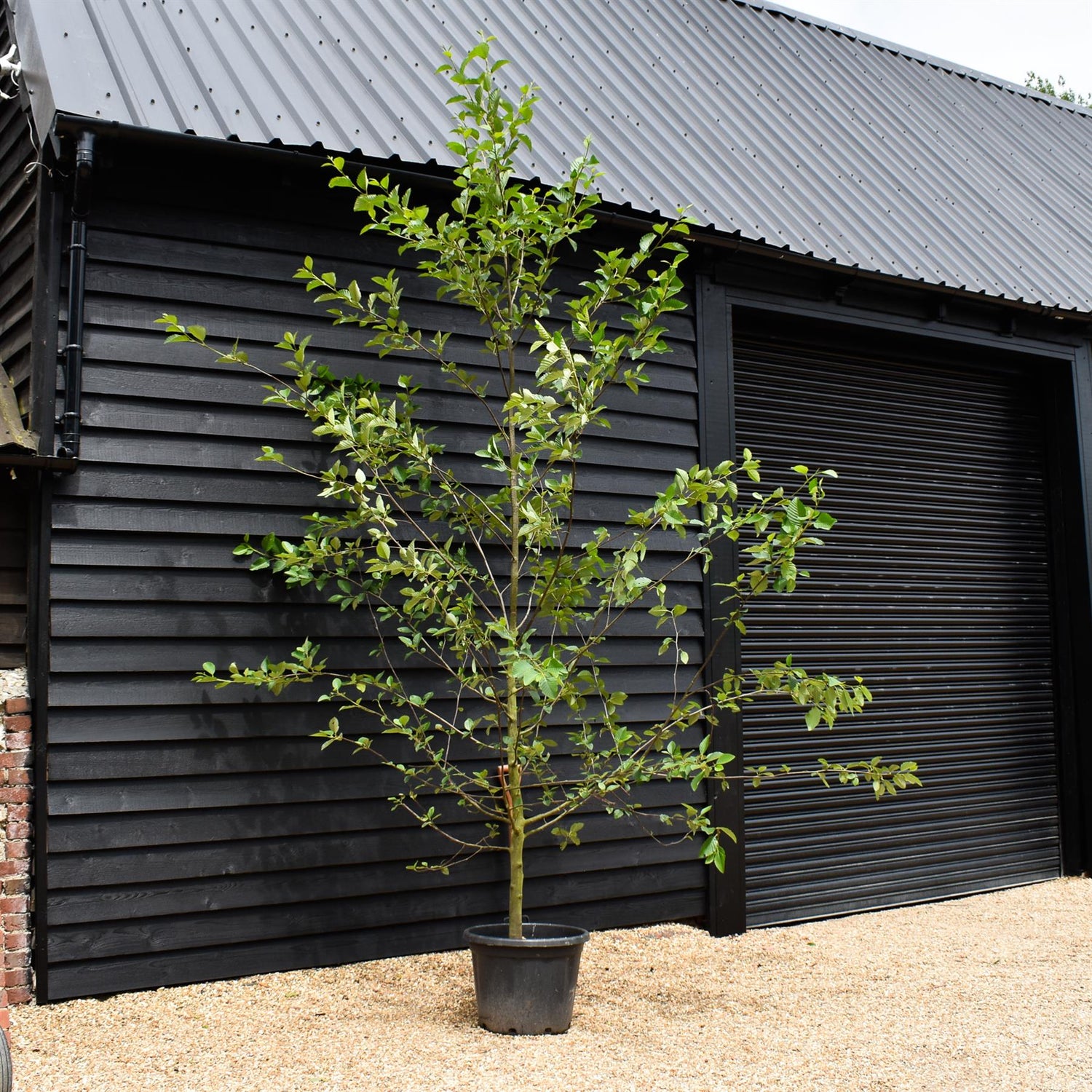 Red Alder | Alnus rubra - Height 300-350cm - Girth 10-12cm - 55lt