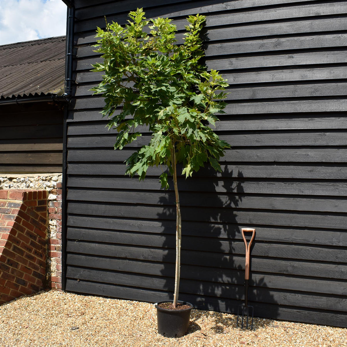 Acer pseudoplatanus 'Brilliantissimum' | Shrimp-Leaved Sycamore | Maple - Height 200-250cm - Girth 8-10cm - 20lt
