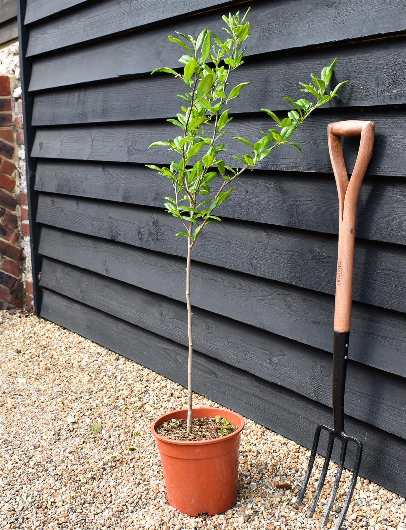 Magnolia Stellata - Quarter Standard - Clear Stem 50cm - Height 100cm - 7lt