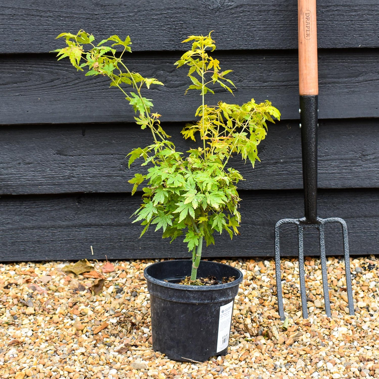 Acer palmatum 'Orange Dream' | Japanese Maple - Bushy - 20-40cm - 3lt