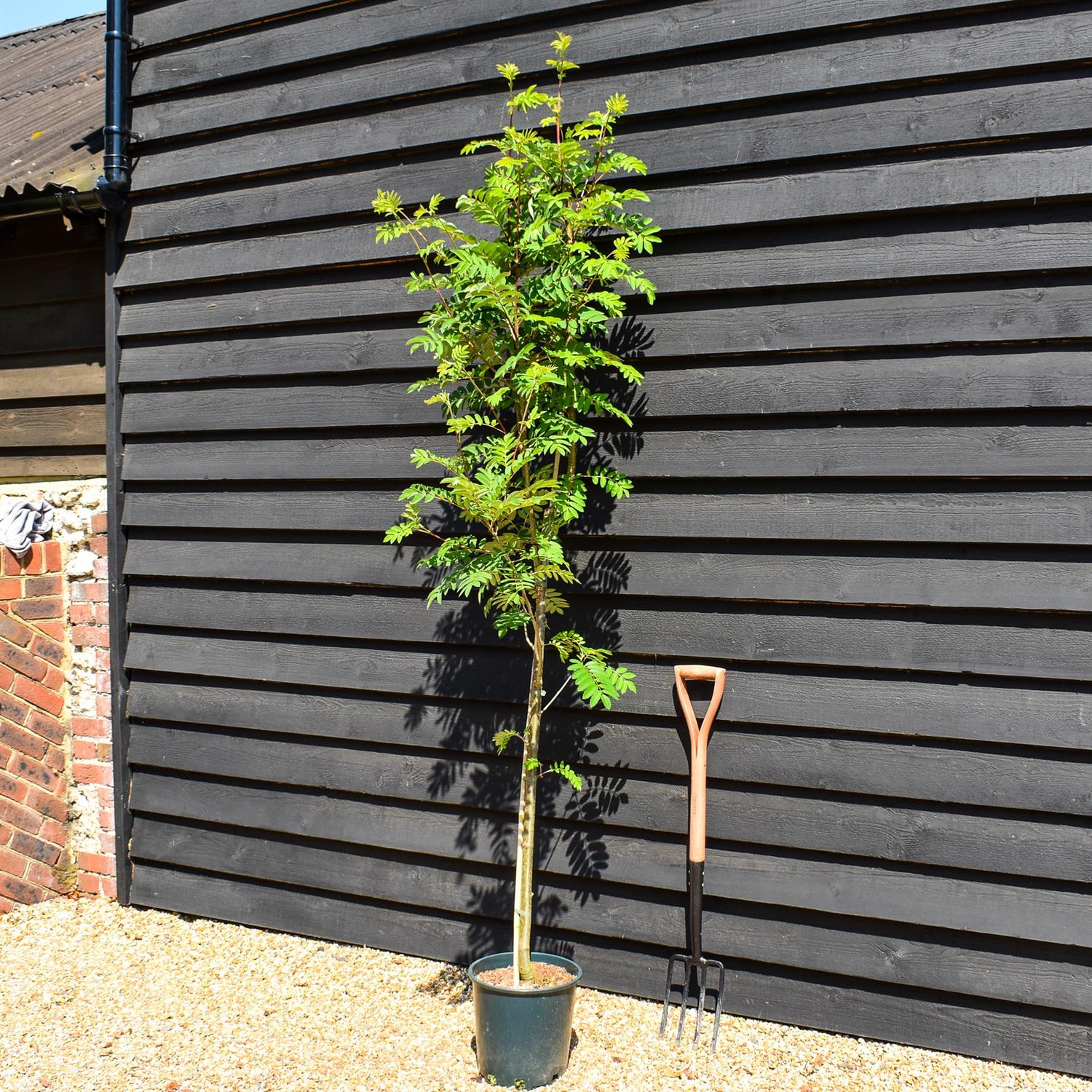 Sorbus aucuparia Sheerwater Seedling | Rowan | Mountain Ash - 160-180cm - 12lt