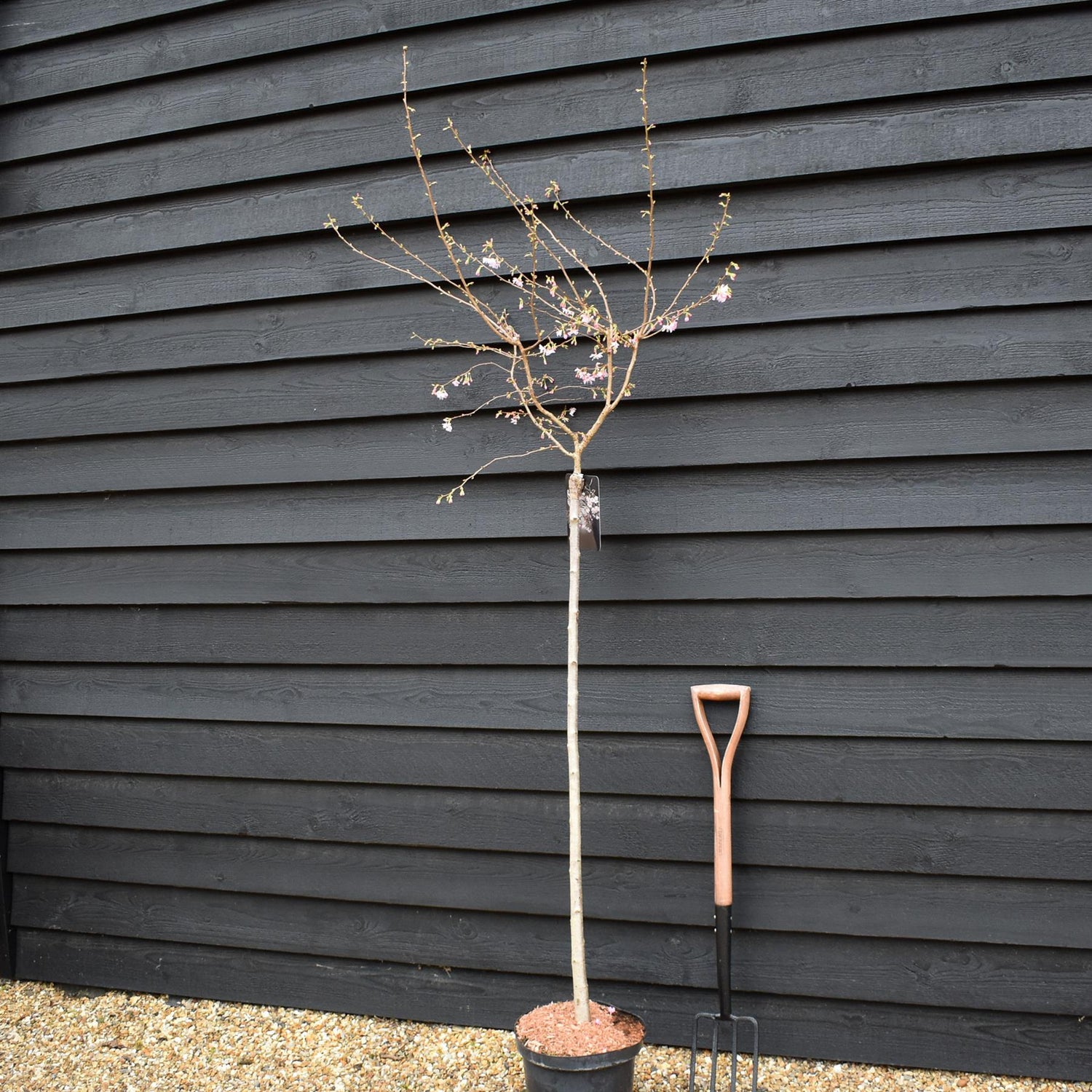 Prunus Subhirtella 'Autumnalis Rosea' | Winter-flowering Cherry - Clear Stem 120cm - Girth 6-8cm - Height 170-200cm - 10lt