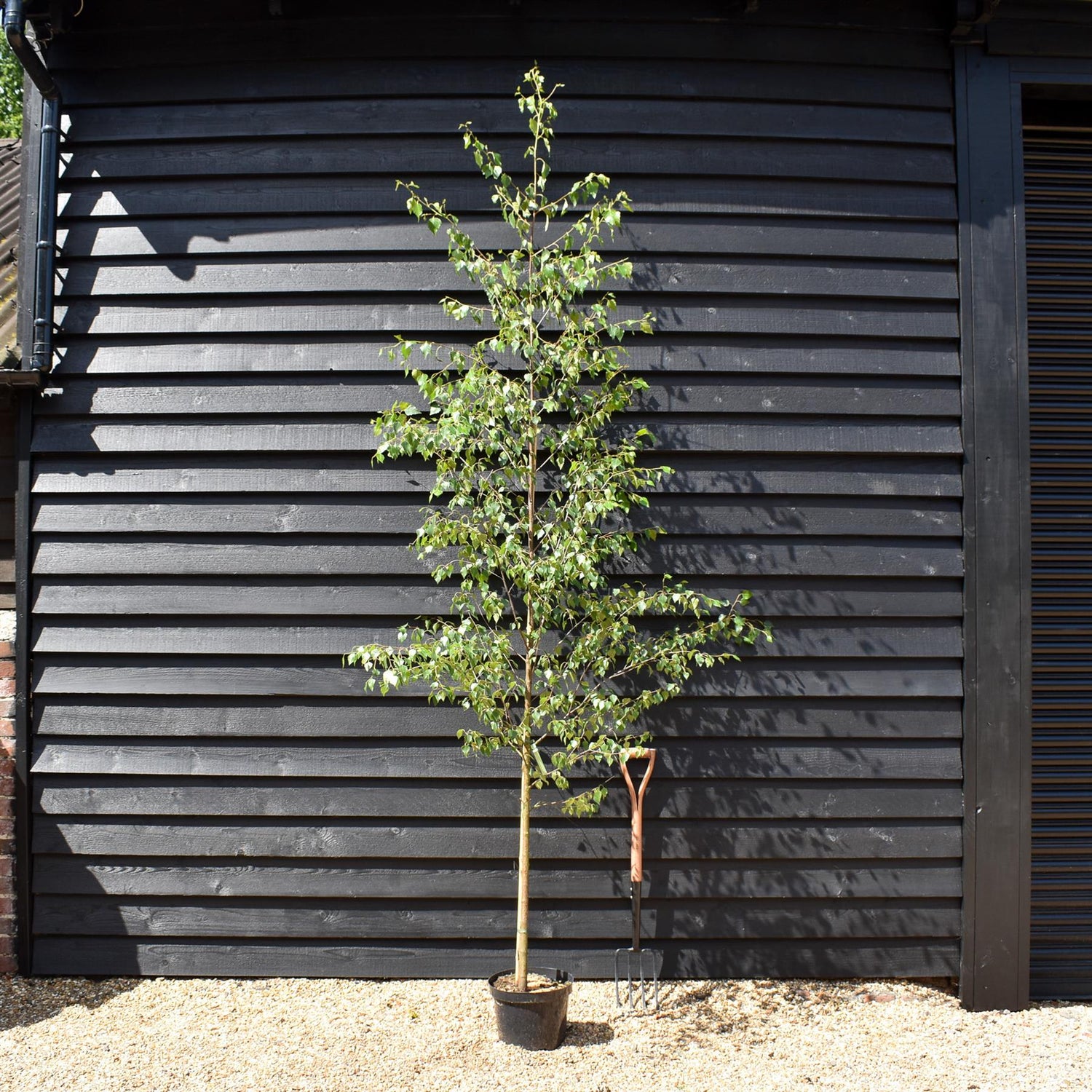 Silver Birch| Betula Pendula - Girth 10-12cm -  Height -200-250cm - 12lt
