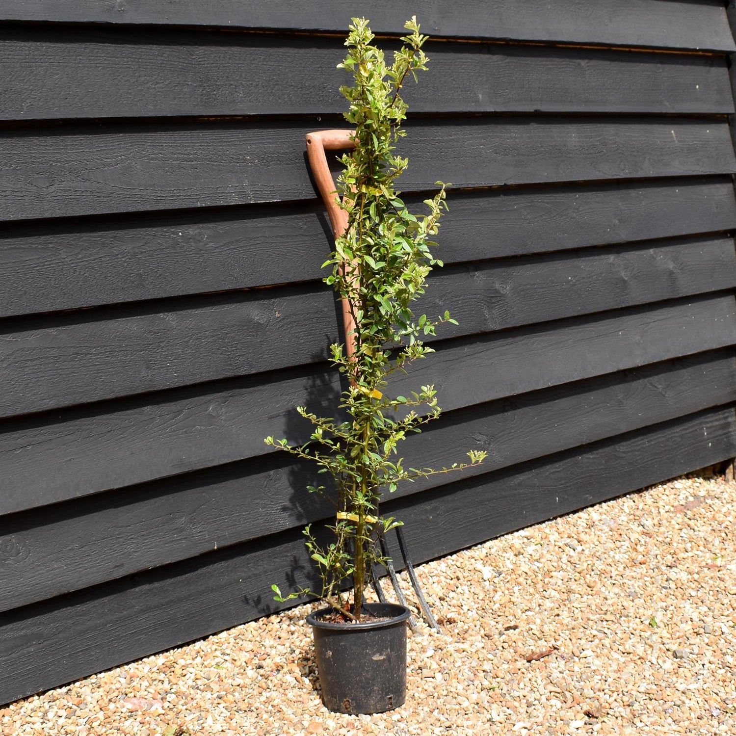 Pyracantha 'Solei D'or' - Height 90-120cm - 10lt