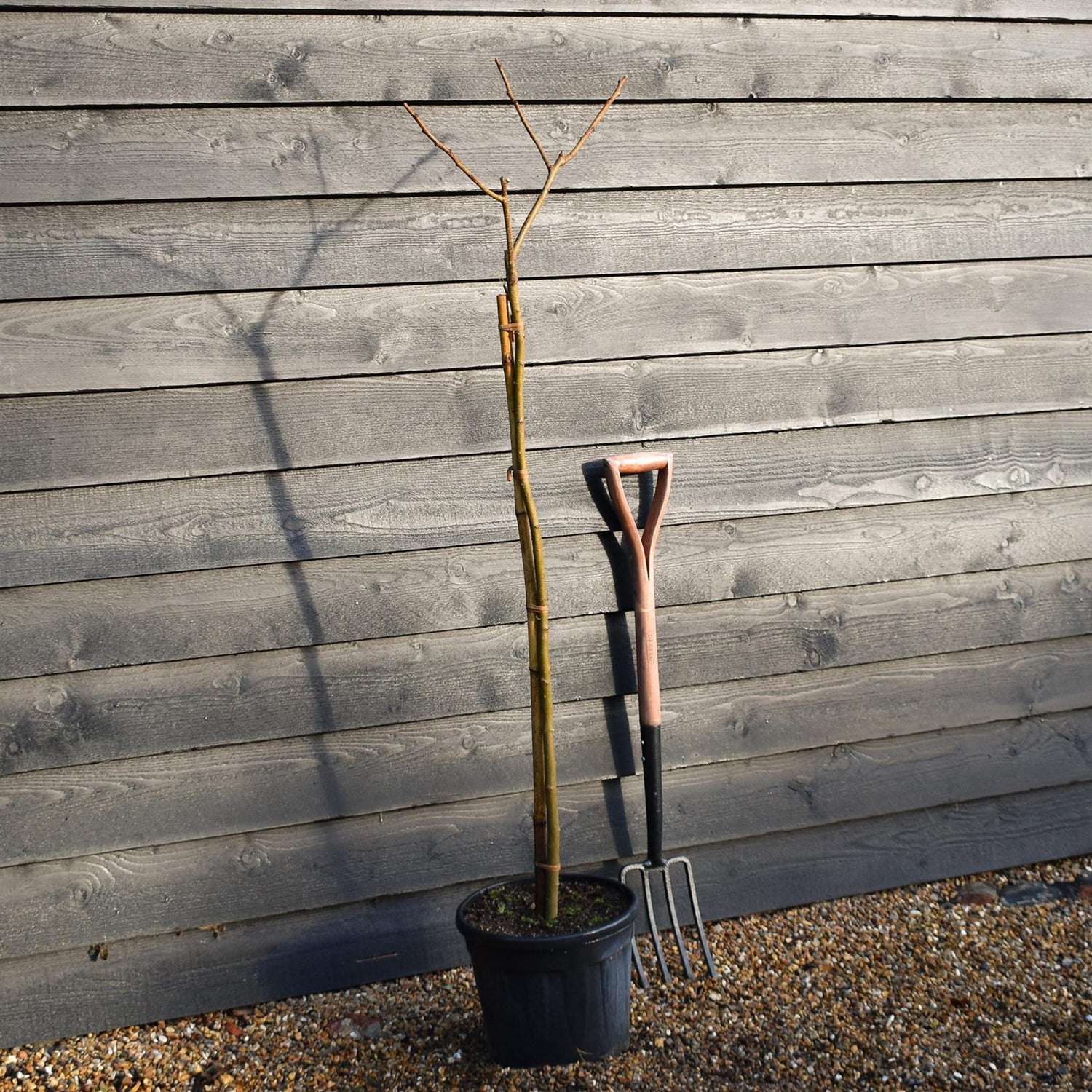Albizia Julibrissin Evey's Pride | Silk Tree - Height 140-145cm - 15lt