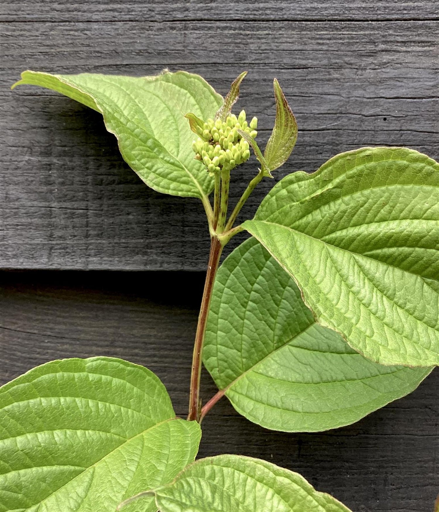 Cornus alba 'Sibirica' | Siberian Dogwood - 65-75cm - 12lt
