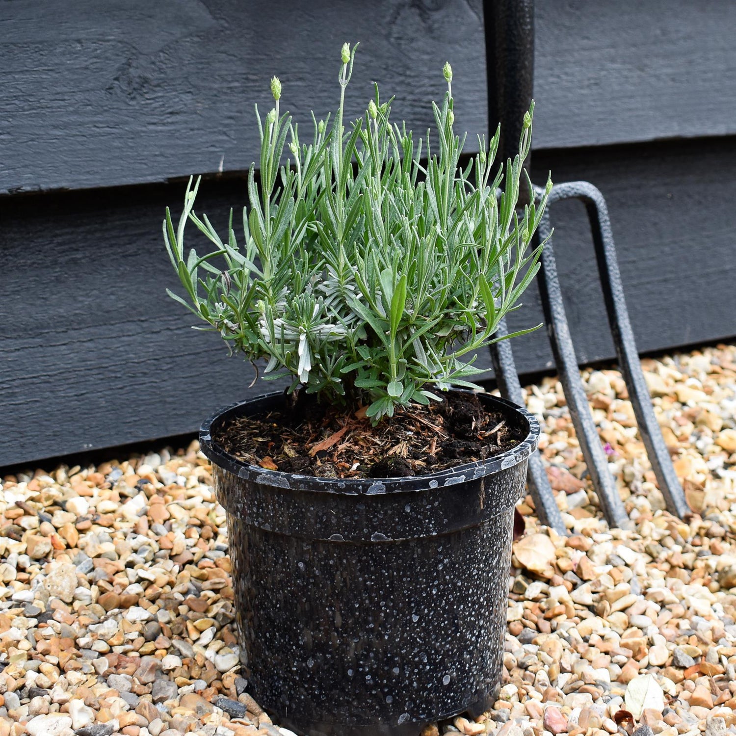 English Lavender 'Hidcote' - 10-20cm, 2lt