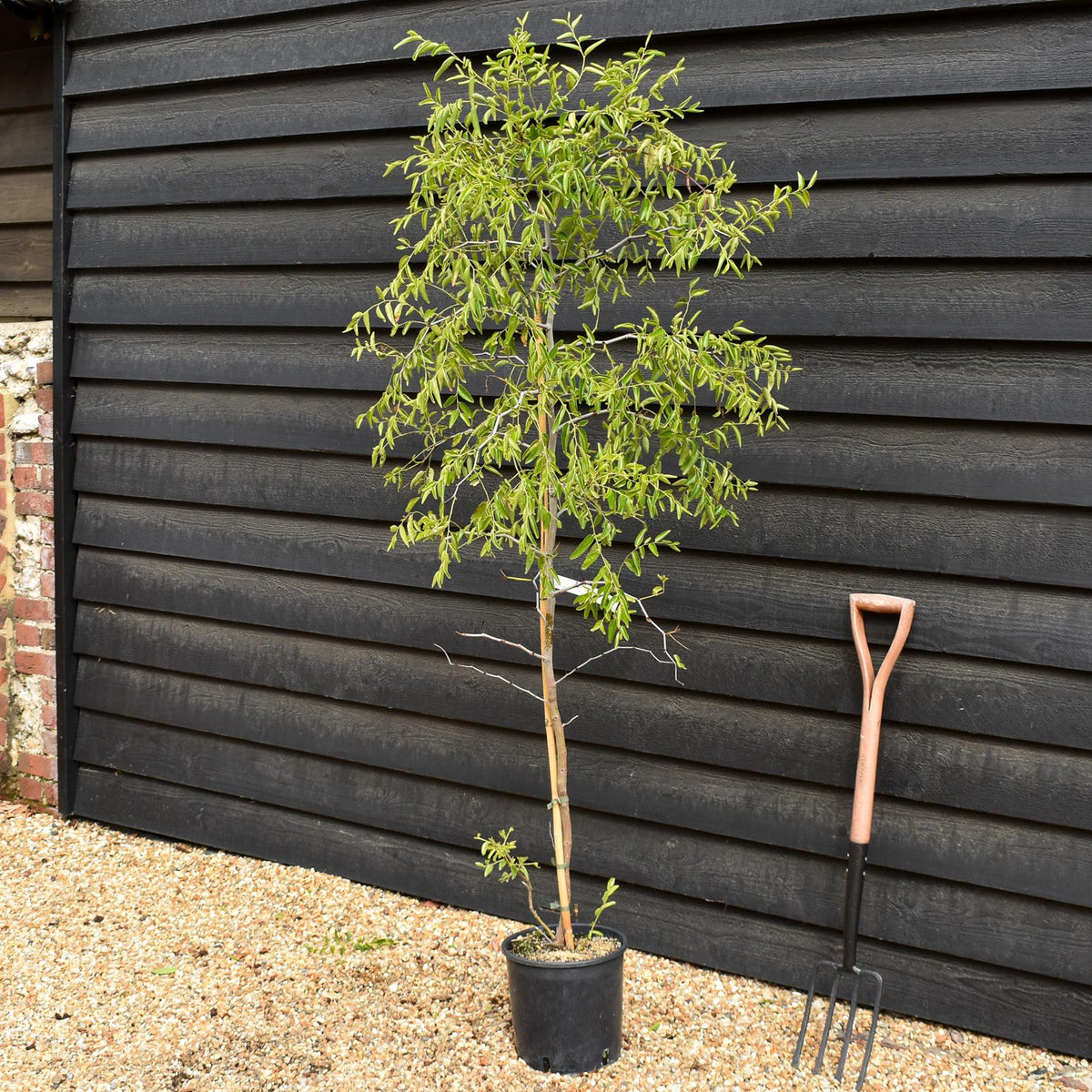 Ziziphus Jujuba - Chinese Date - Height 150-170cm - 10lt