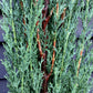 Cupressus sempervirens Totem | Italian Cypress - 100-130cm - 10lt