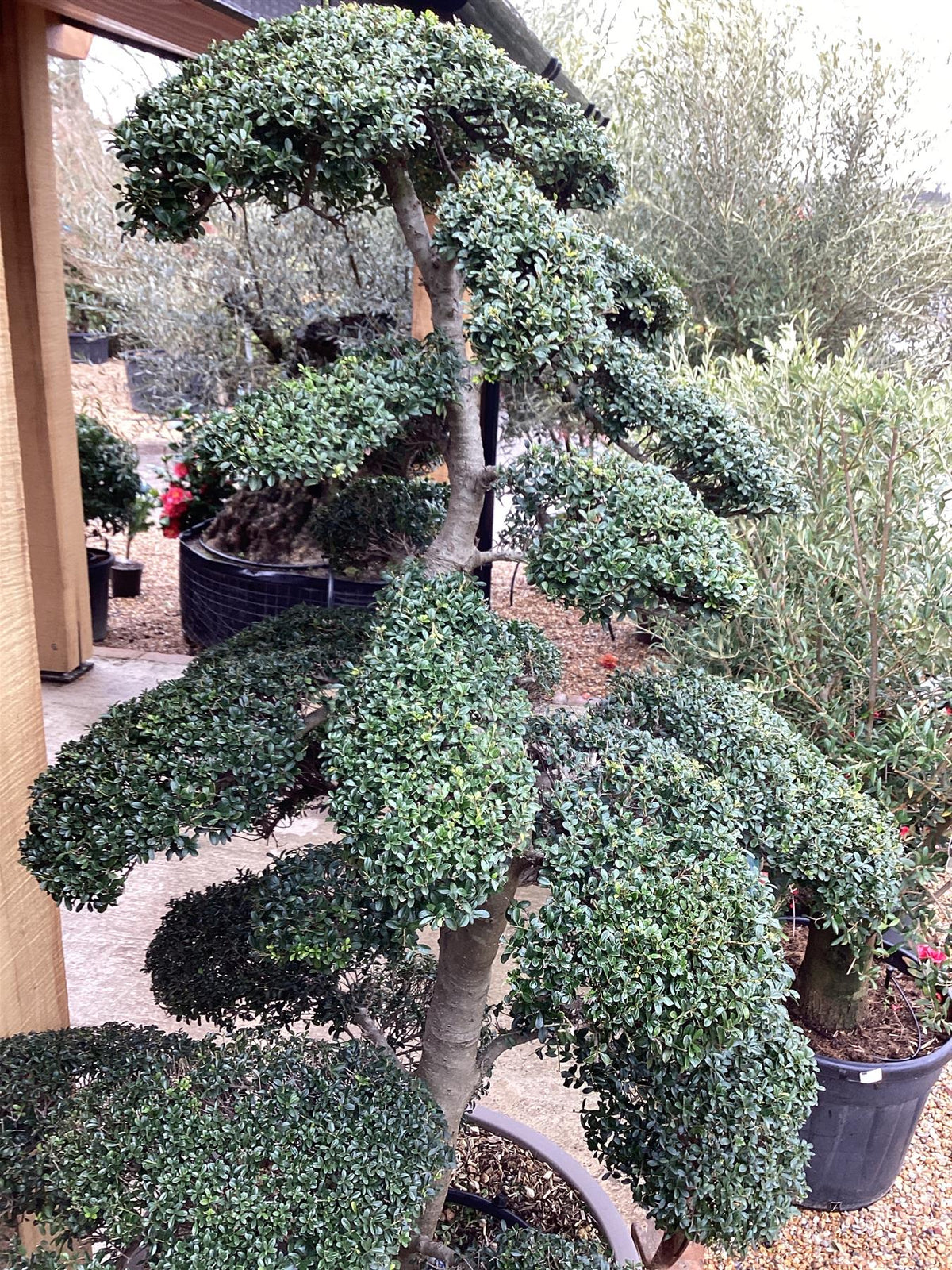 cloud tree bonsai Ilex Crenata | Japanese Holly Bonsai Cloud Tree