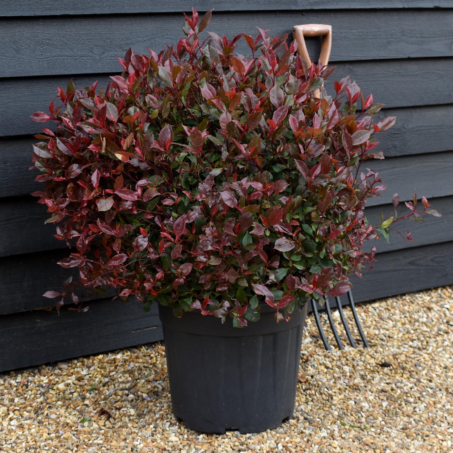 Photinia x fraseri Robusta Compacta - Ball - Height 75-80cm - Width 75-80cm - 30lt