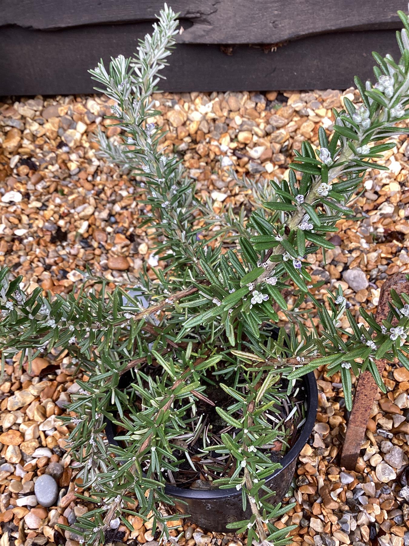 Rosemary | Rosmarinus Whitewater Silver - 2lt