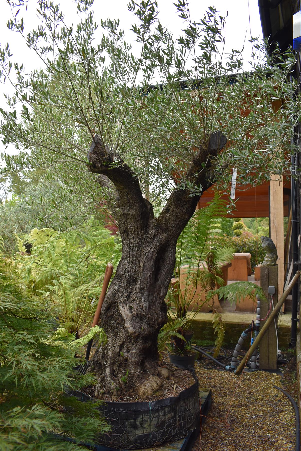 Olive Tree | Olea Europea - Mature - Unique - Cloud - 230cm - 500lt ...