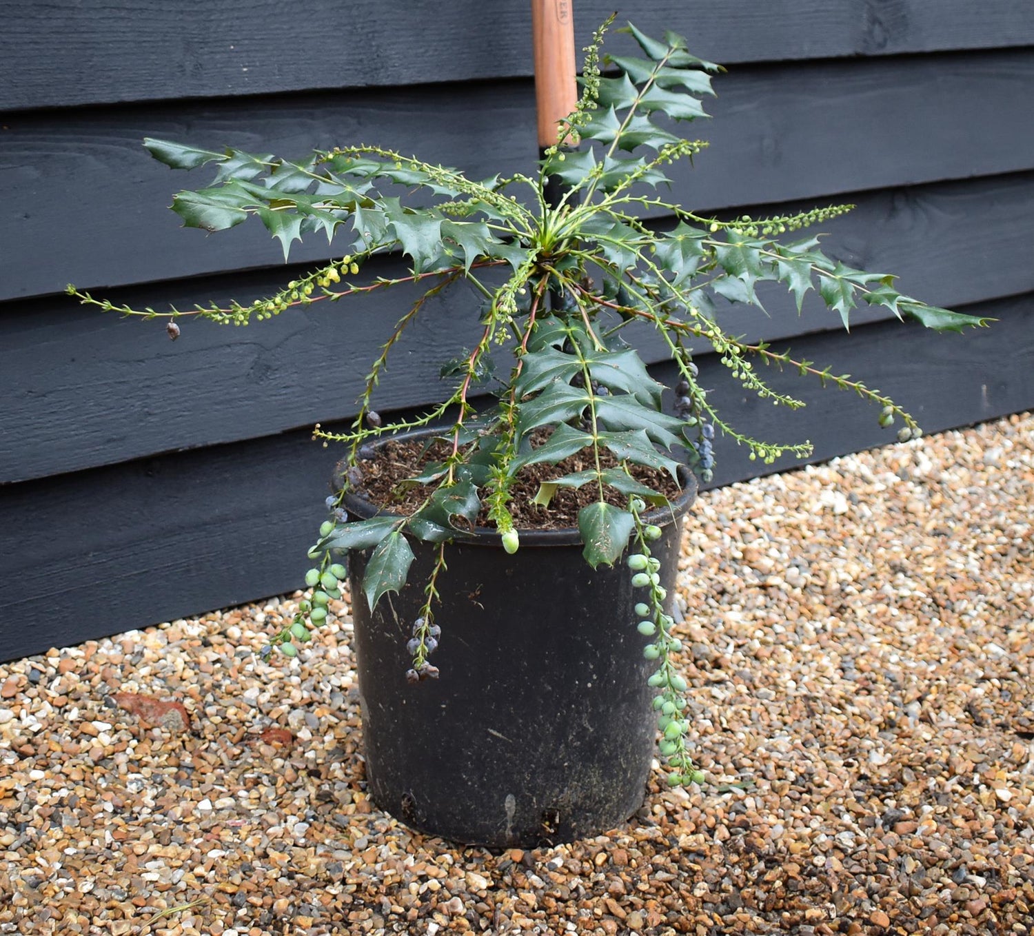 Mahonia Japonica - Height 30-50cm - 12lt