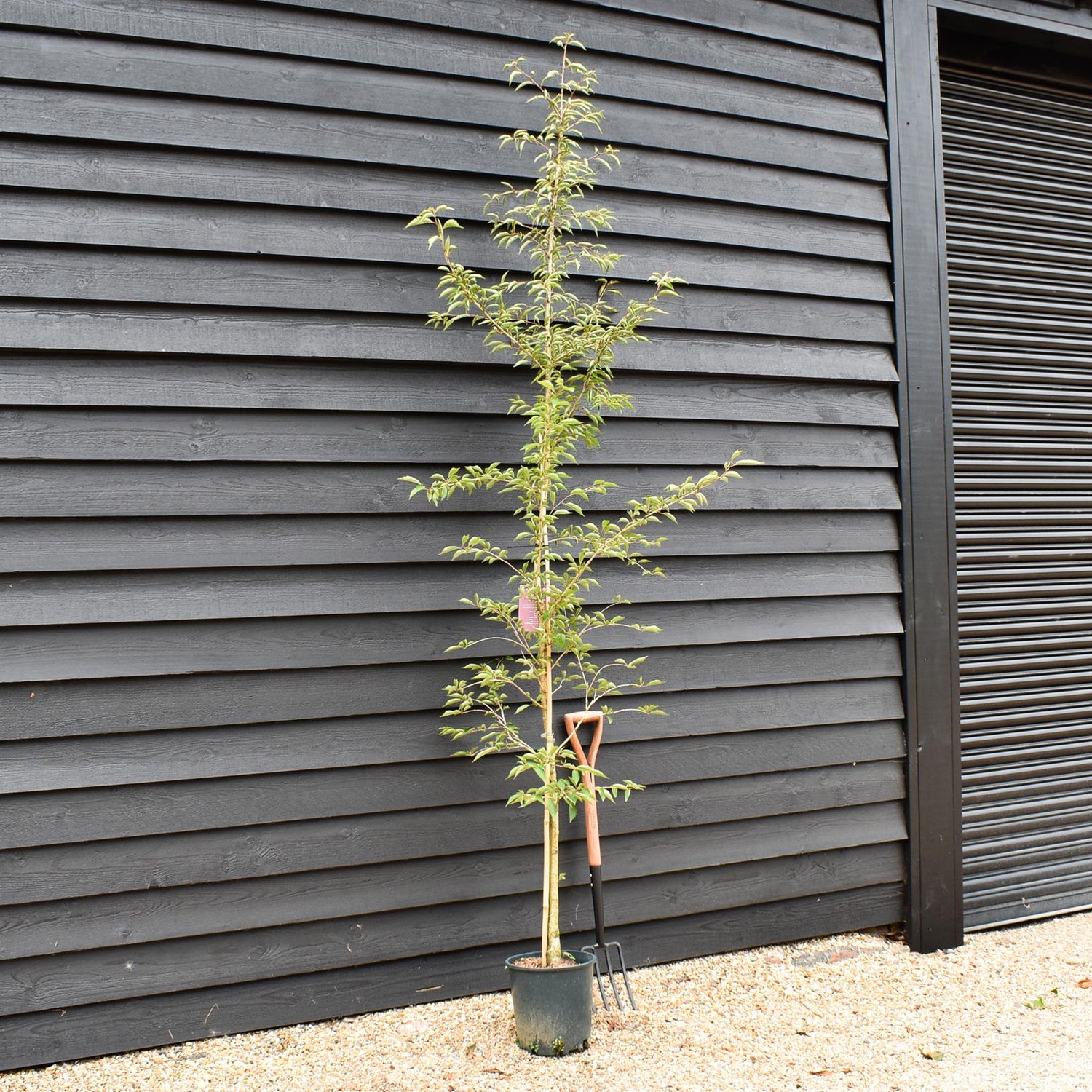 Prunus 'The Bride' | Cherry 'The Bride' - 190-220cm, 10lt