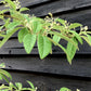 Cotoneaster Frigidus 'Cornubia' - 45lt