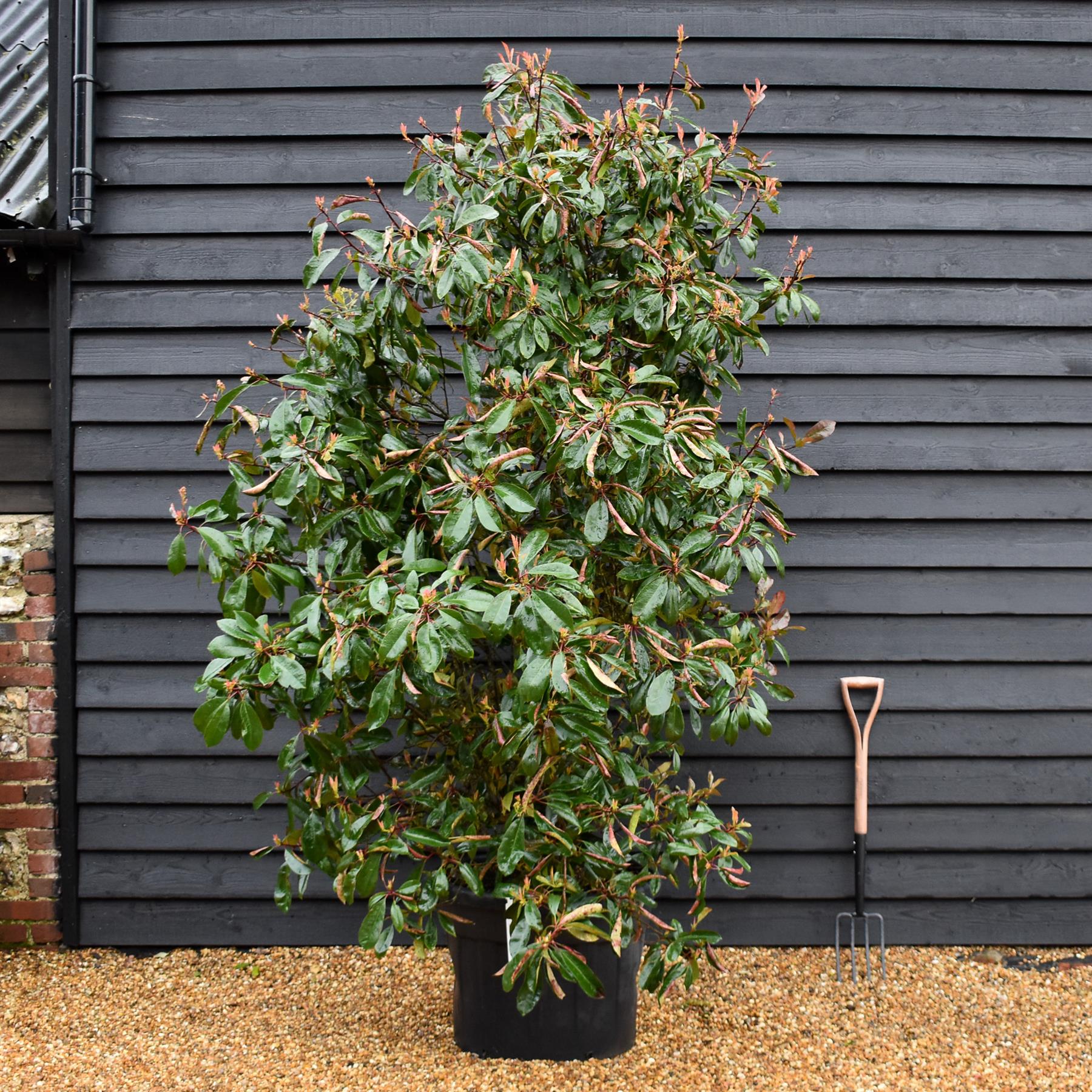Photinia Red Robin - 280-300cm, 70lt – Arundel Arboretum
