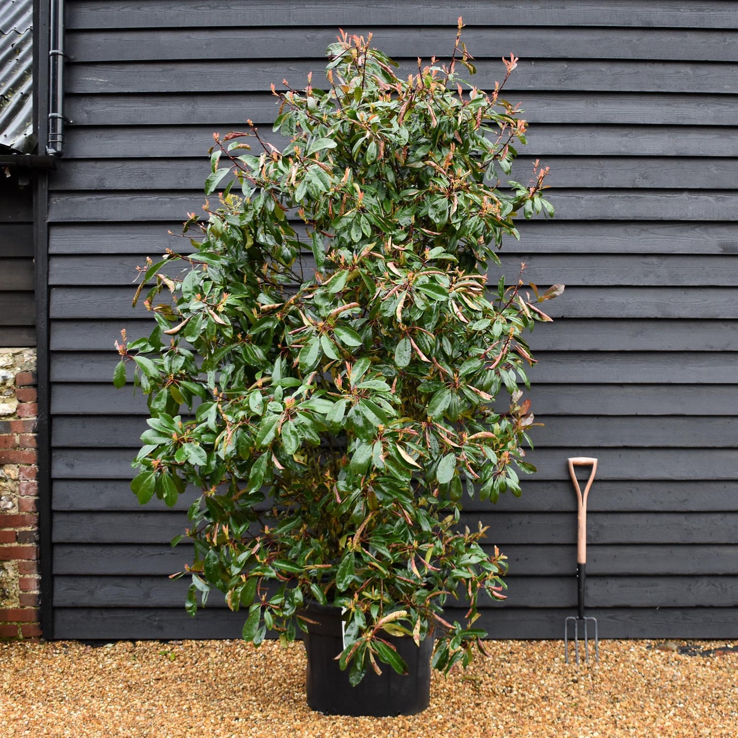 Photinia Red Robin - 280-300cm, 70lt