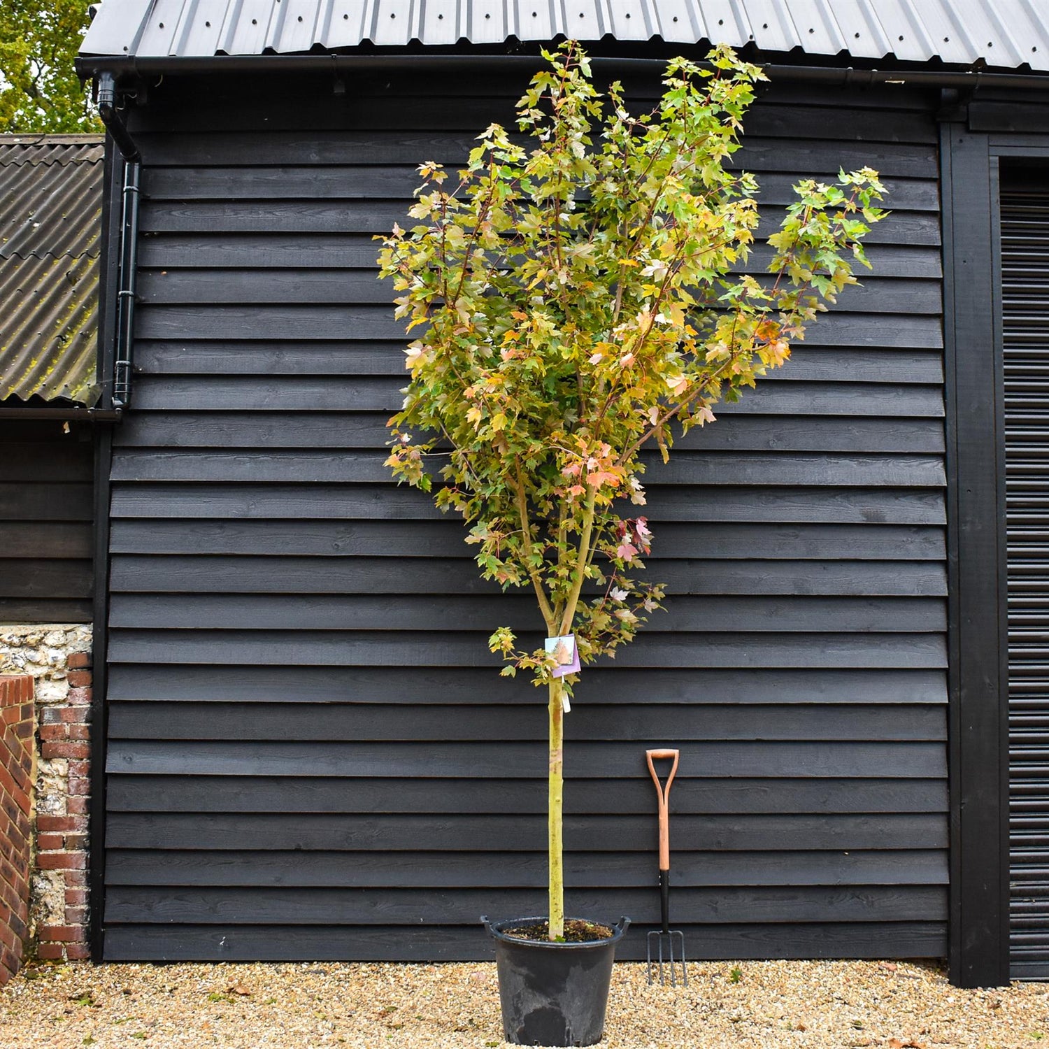 Red maple | Acer rubrum Redpointe - Clear stem 100cm - Height 300-330cm  - Girth 14-18cm - 50lt