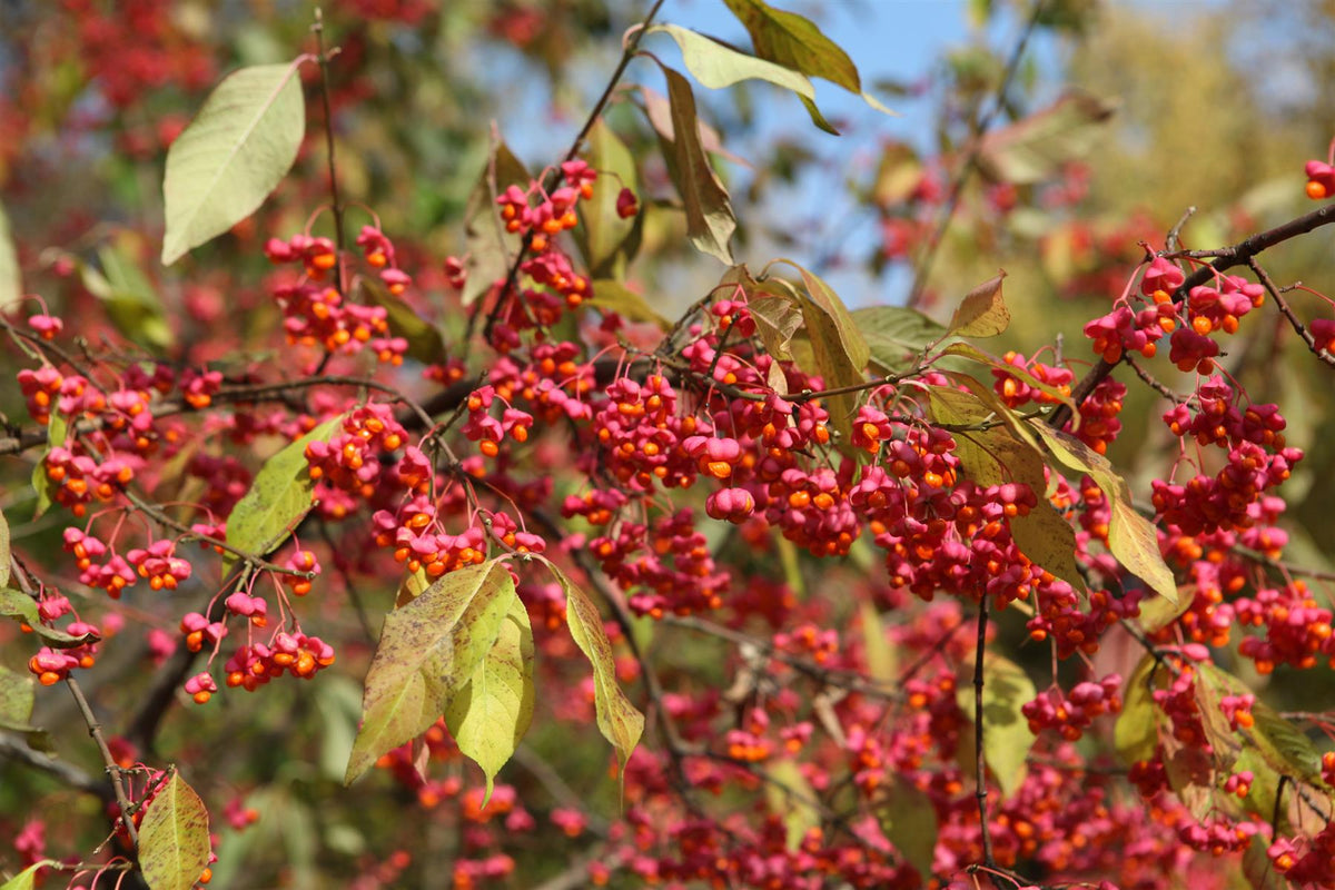 Euonymus Europaeus 'Red Cascade' | Spindle 'Red Cascade' - Height 150-180cm -12lt