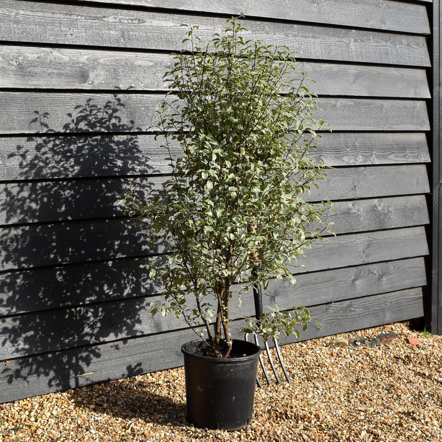 Pittosporum 'Silver Queen' - Height 110-130cm -12lt