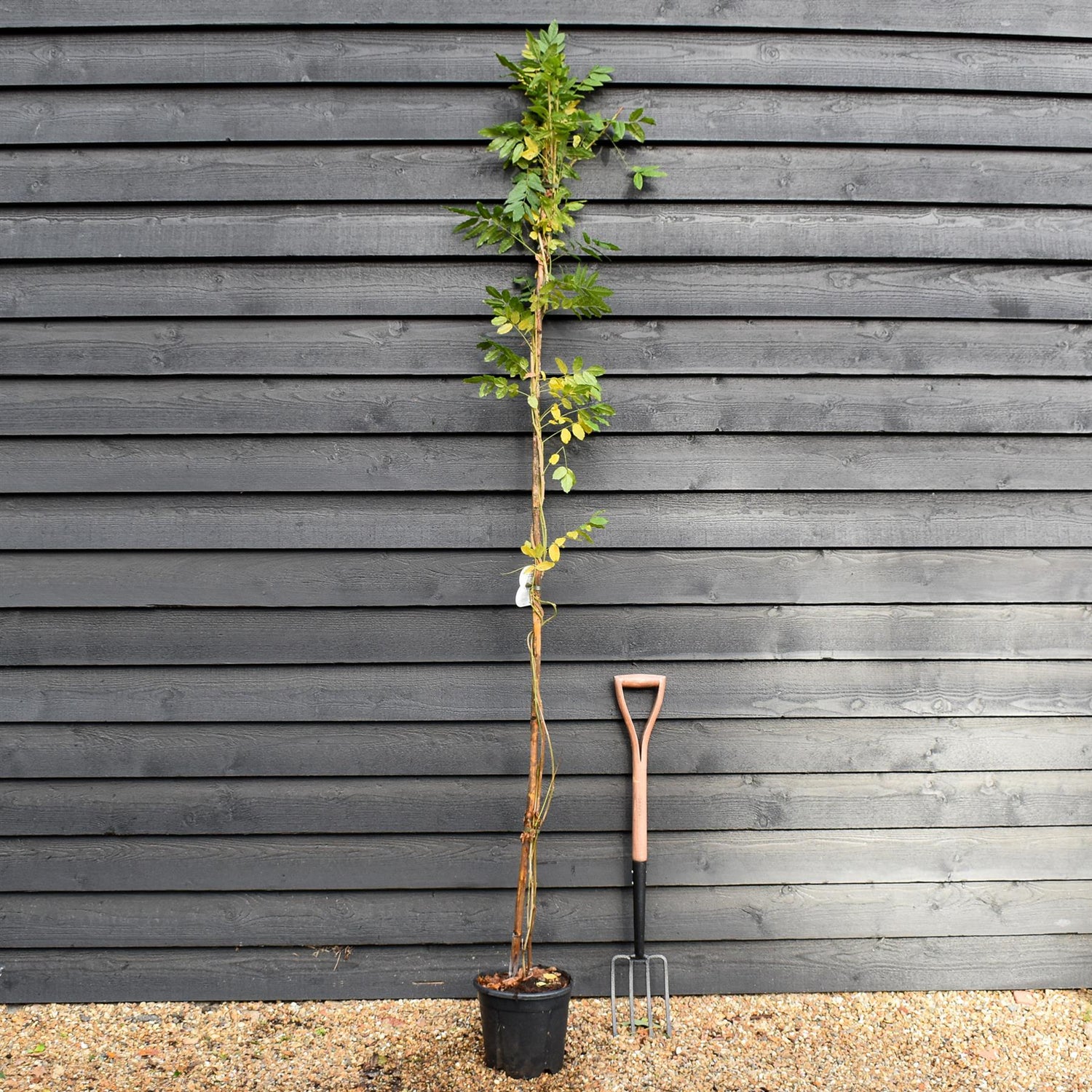 Wisteria floribunda | Japanese wisteria 'Longissima Alba' - Cane - Height 180-200cm - 9lt