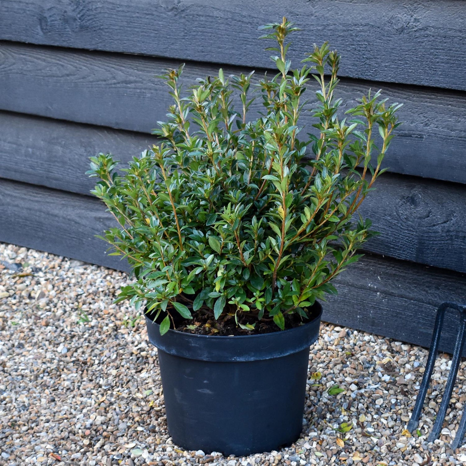 Azalea Japonica Silvester - Purple-Pink Flower| Rhododendron Silvester  - Bushy - Height 45-55cm - 10lt