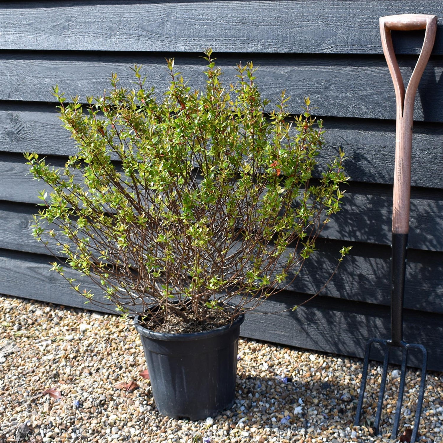 Abelia Grandiflora | Glossy Abelia - 140-160cm, 10lt