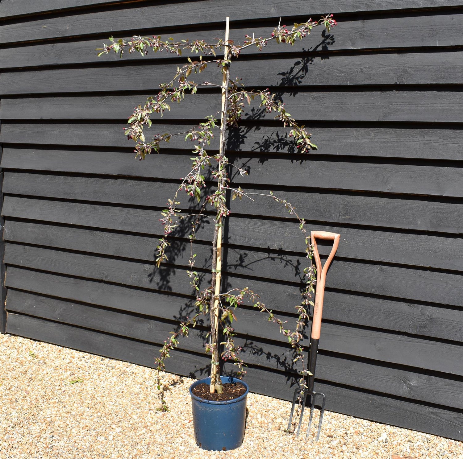 Malus Crimson Cascade | Purple Weeping Crab Apple Tree - 200-250cm, 10lt