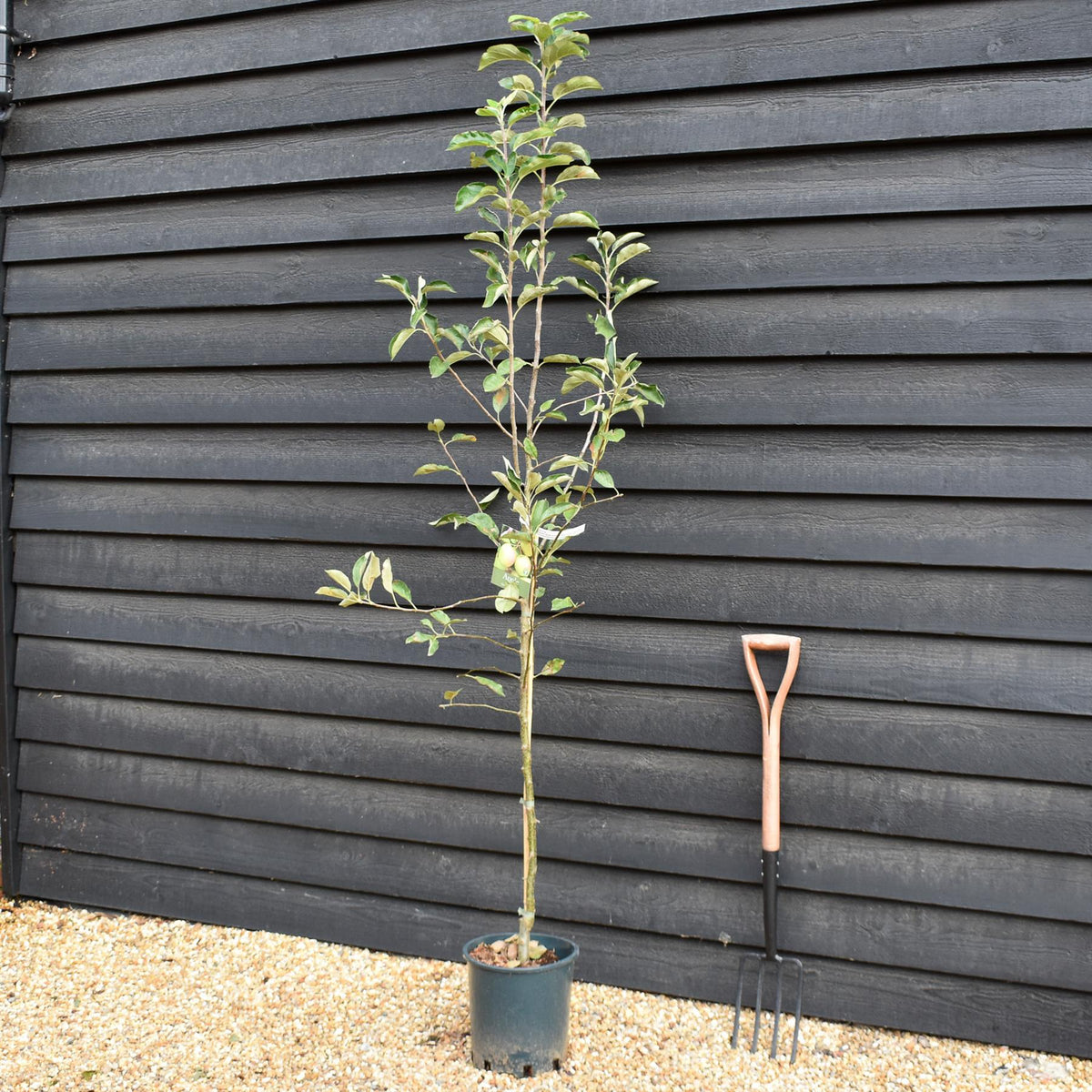 Apple tree 'Golden Delicious' | Malus Domestica - M26 - Semi-Dwarfing - Height 200-220cm - 12lt