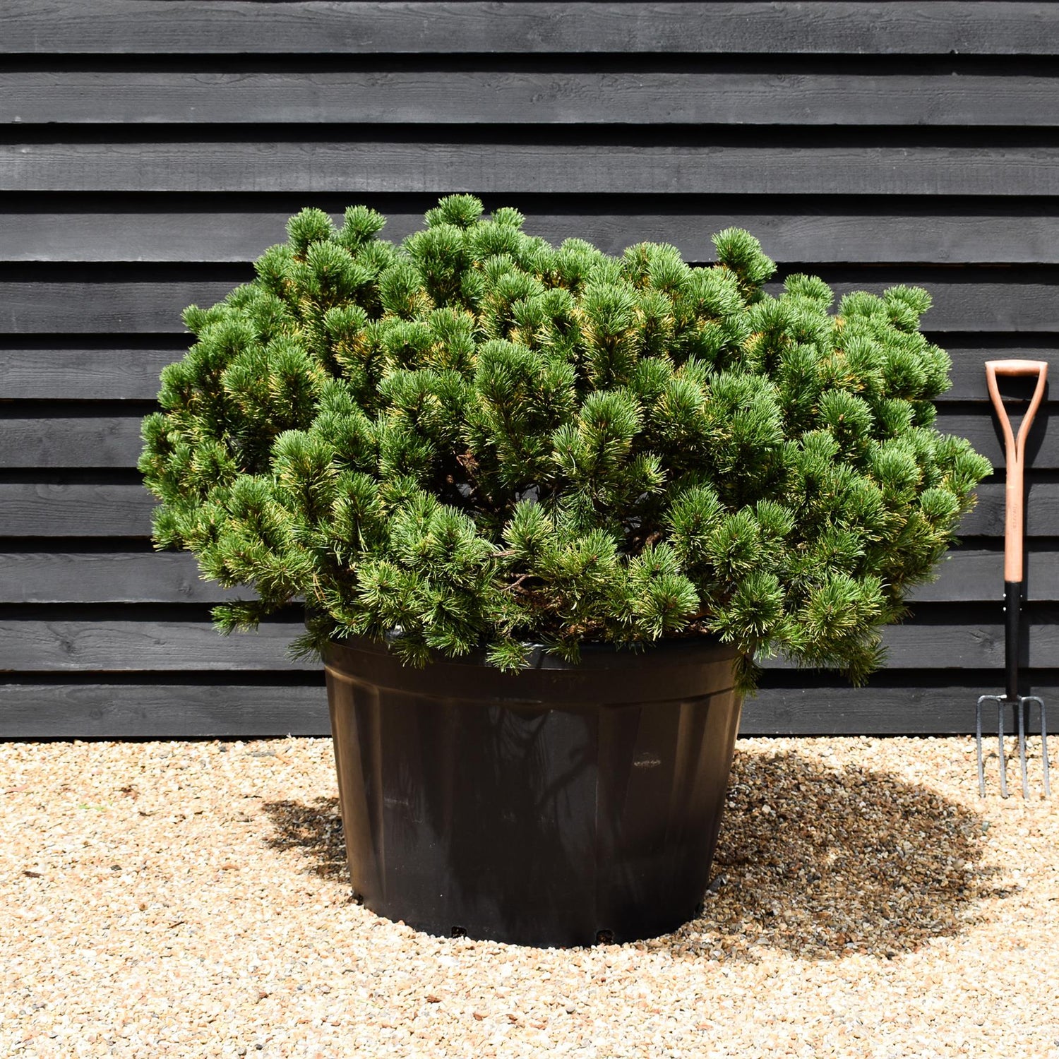 Pinus mugo 'Wintergold' - Height 80cm - Width 140-150cm - 230lt