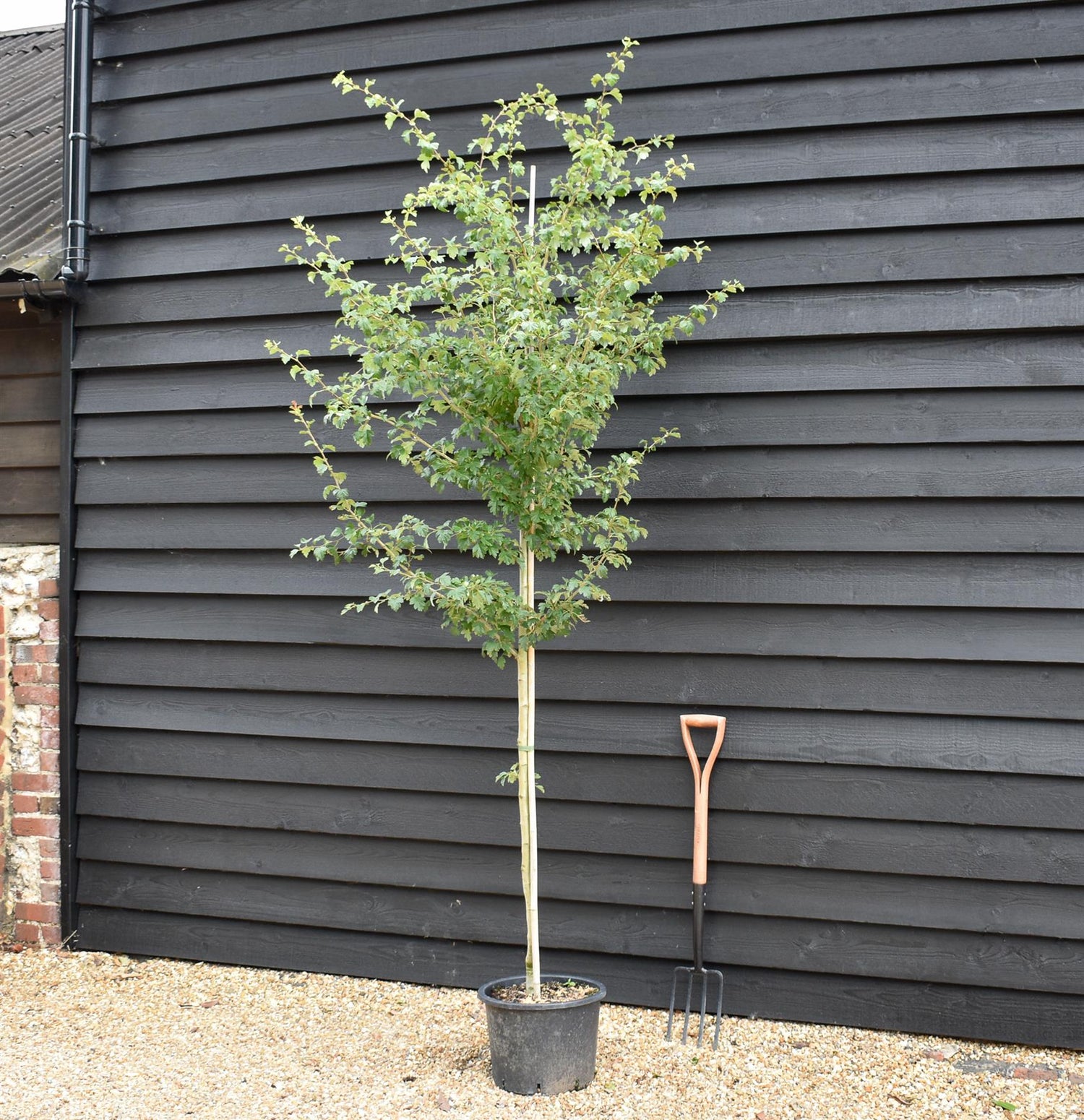 Pink Flowering Hawthorn | Crataegus Laevigata 'Rosea Plena' - Height 220-250cm - Girth 6-8cm - 20lt