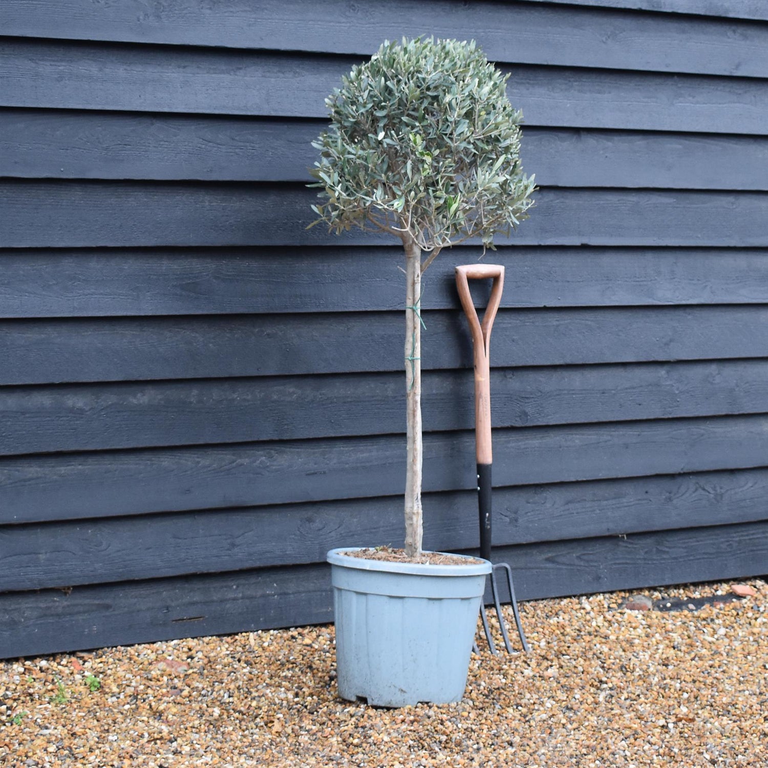 Olive Tree |Olea Europea - Half Standard - Clear Stem 50-60cm - Height 100-110cm - 25lt