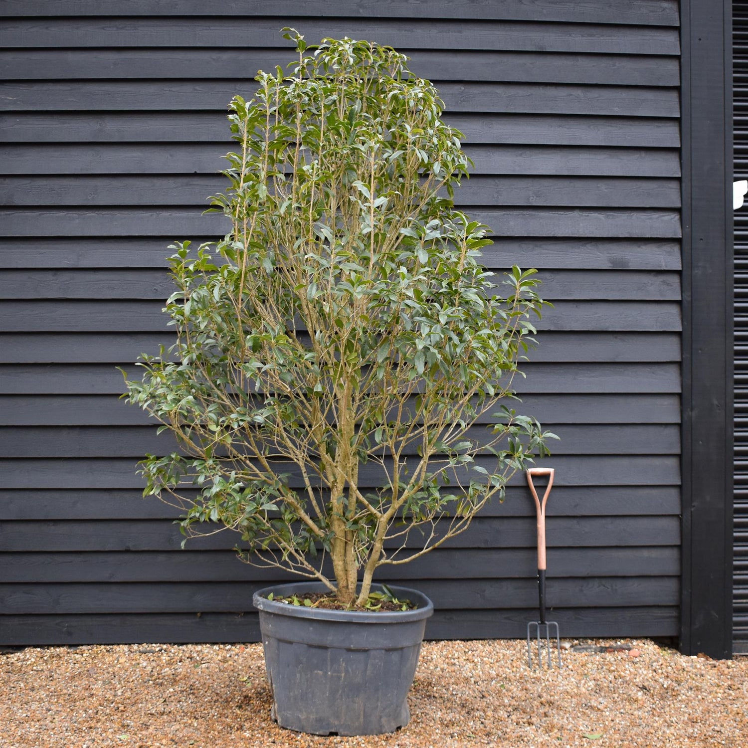 Osmanthus |Sweet olive - Shrub - Height 180-200cm -150lt