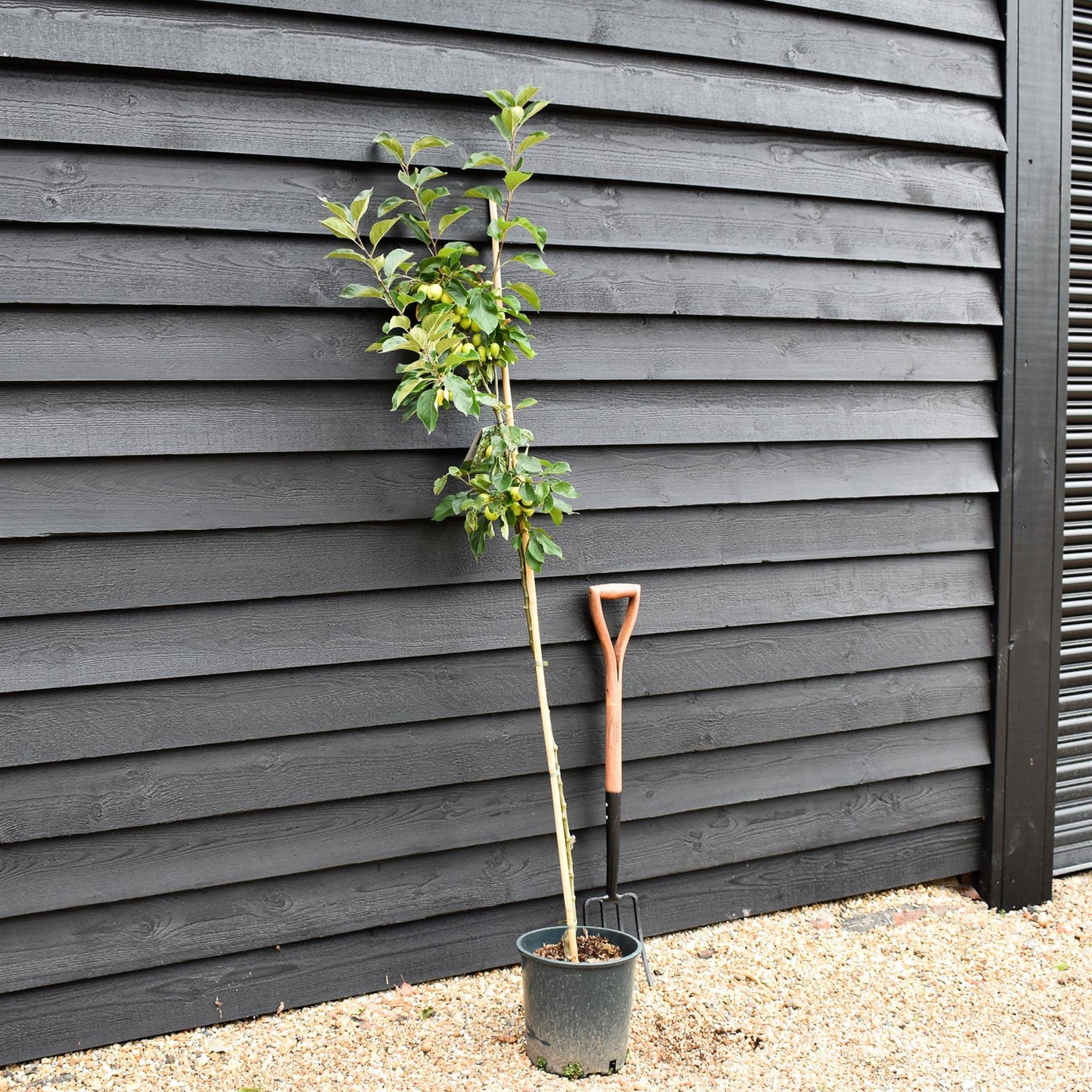 Apple tree 'John Downie' | Malus domestica - 160-180cm - 10lt