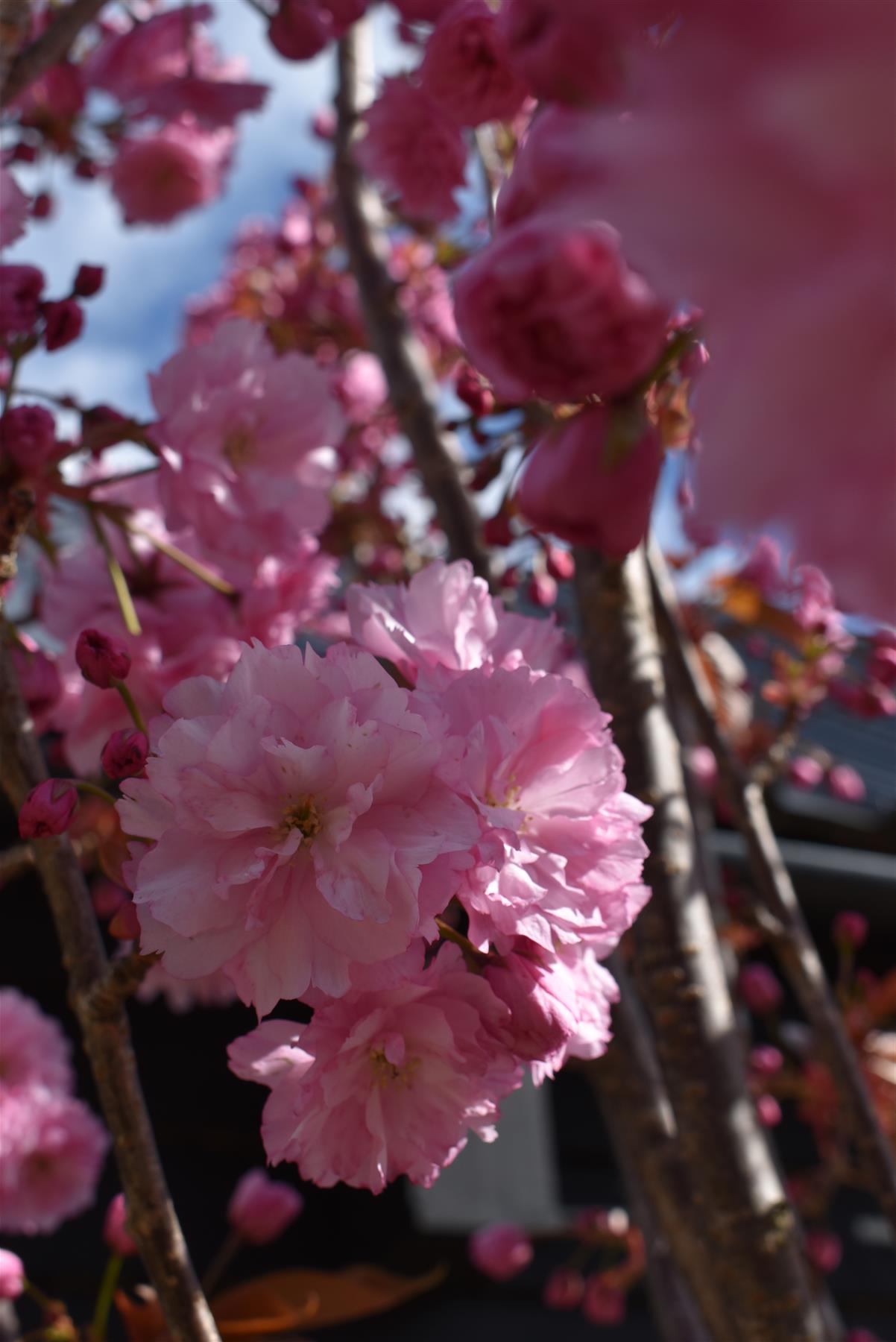 Prunus serrulata 'Kanzan' | Cherry ‘Kanzan’ - Girth 24cm - 400-420cm - 200lt