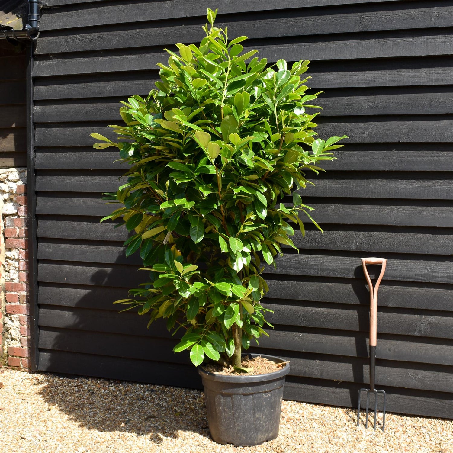 Cherry Laurel | Prunus Rotundifolia - Shrub - Height 150-190cm - 50lt