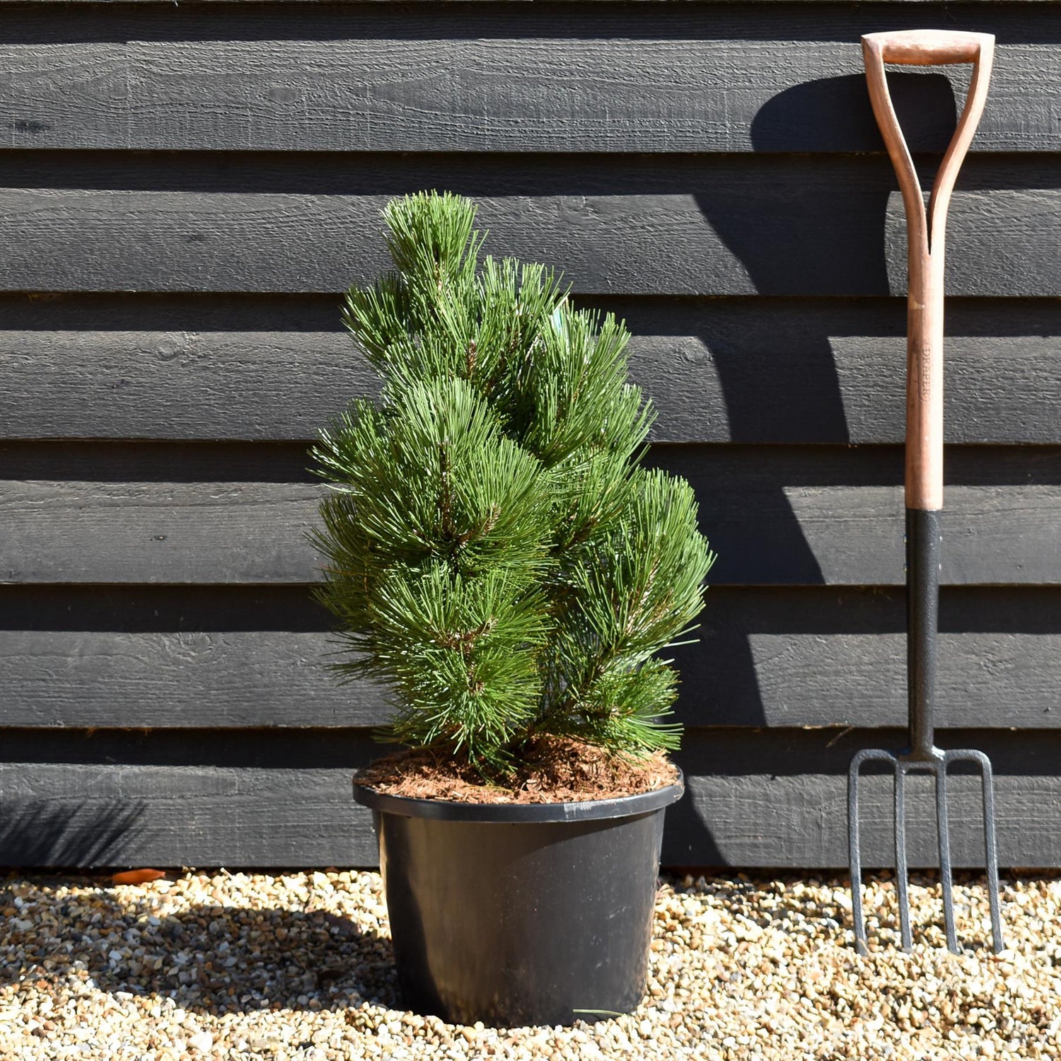 Pinus leucodermis 'Malinki' - Height - 60-70cm - 11lt
